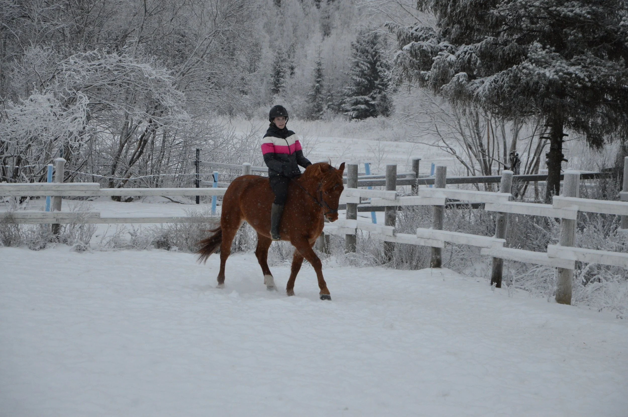 Henkilö ratsastaa hevosta lumisella kentällä, ympärillä on talvinen maisema ja puut lumimaisemassa.