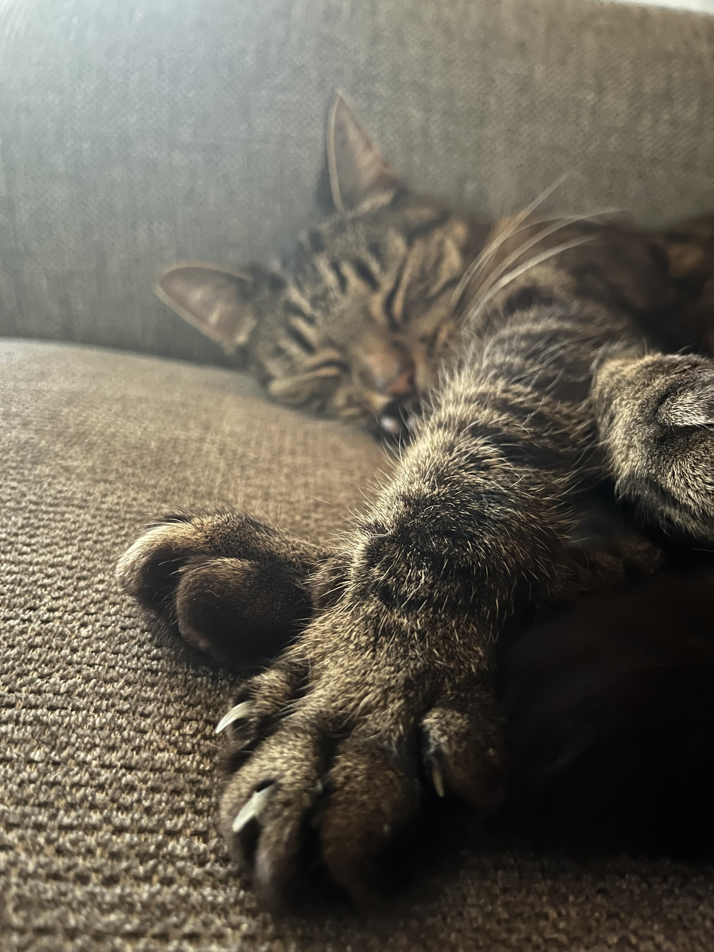 Näyttää sängyllä makaava tai lepäilevä raidallinen kissa, jonka käsi ja osa kasvoista näkyvät etualalla, mutta kasvojen ilme on vaikea nähdä.