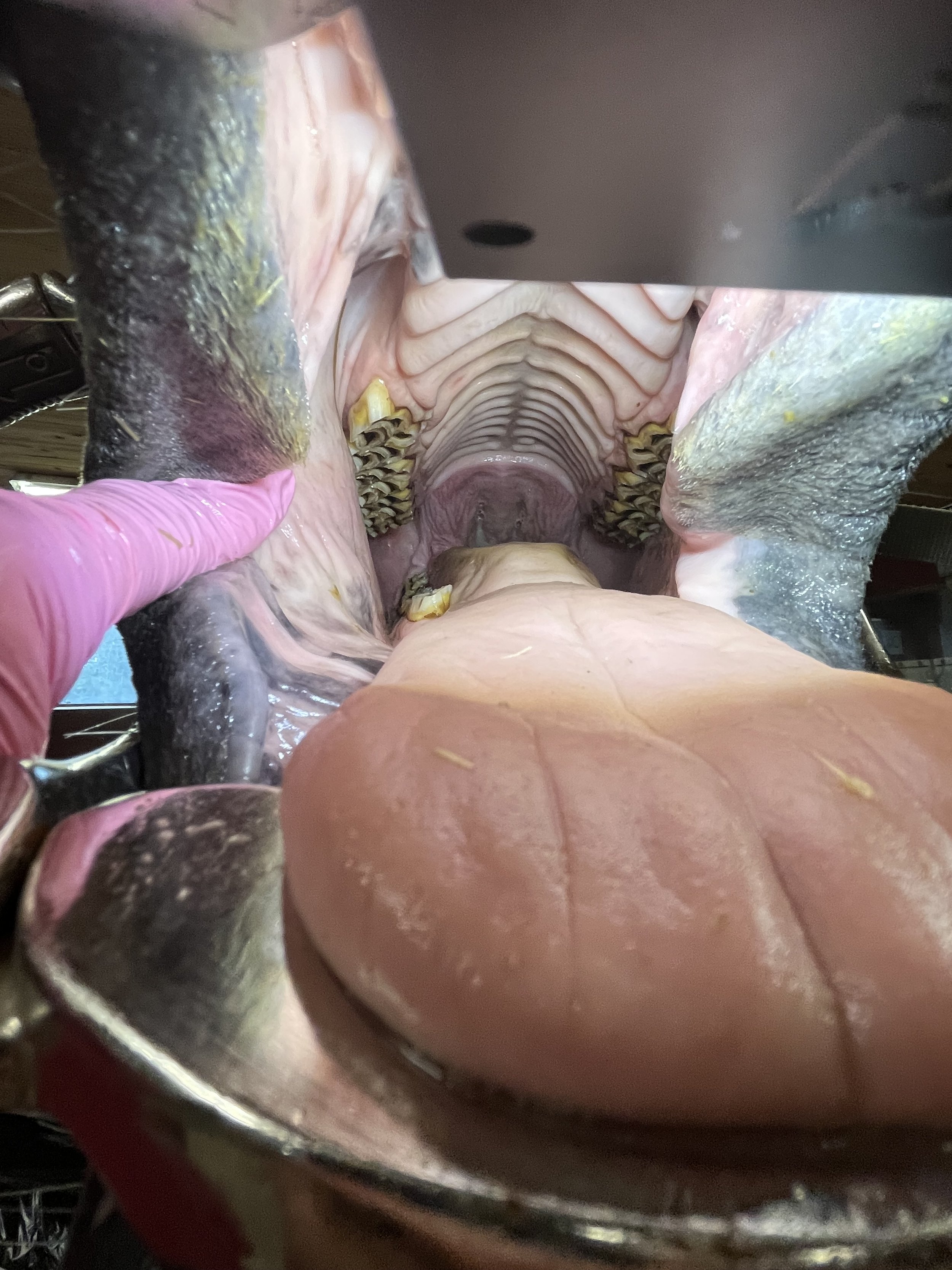 Hevosen suu, näkyy kieli ja hampaat.