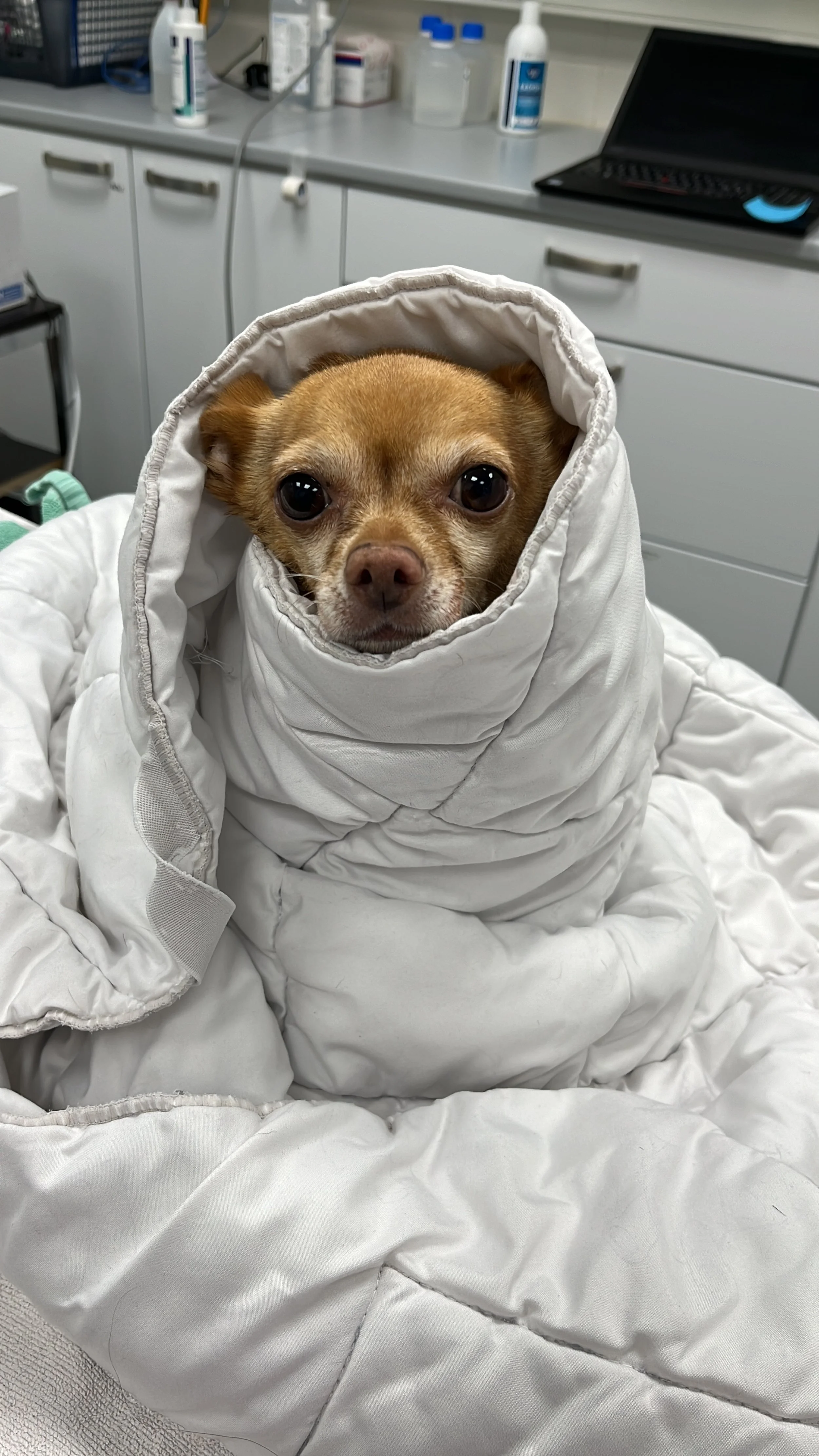 Pieni koira käärittynä valkoiseen peitteeseen.