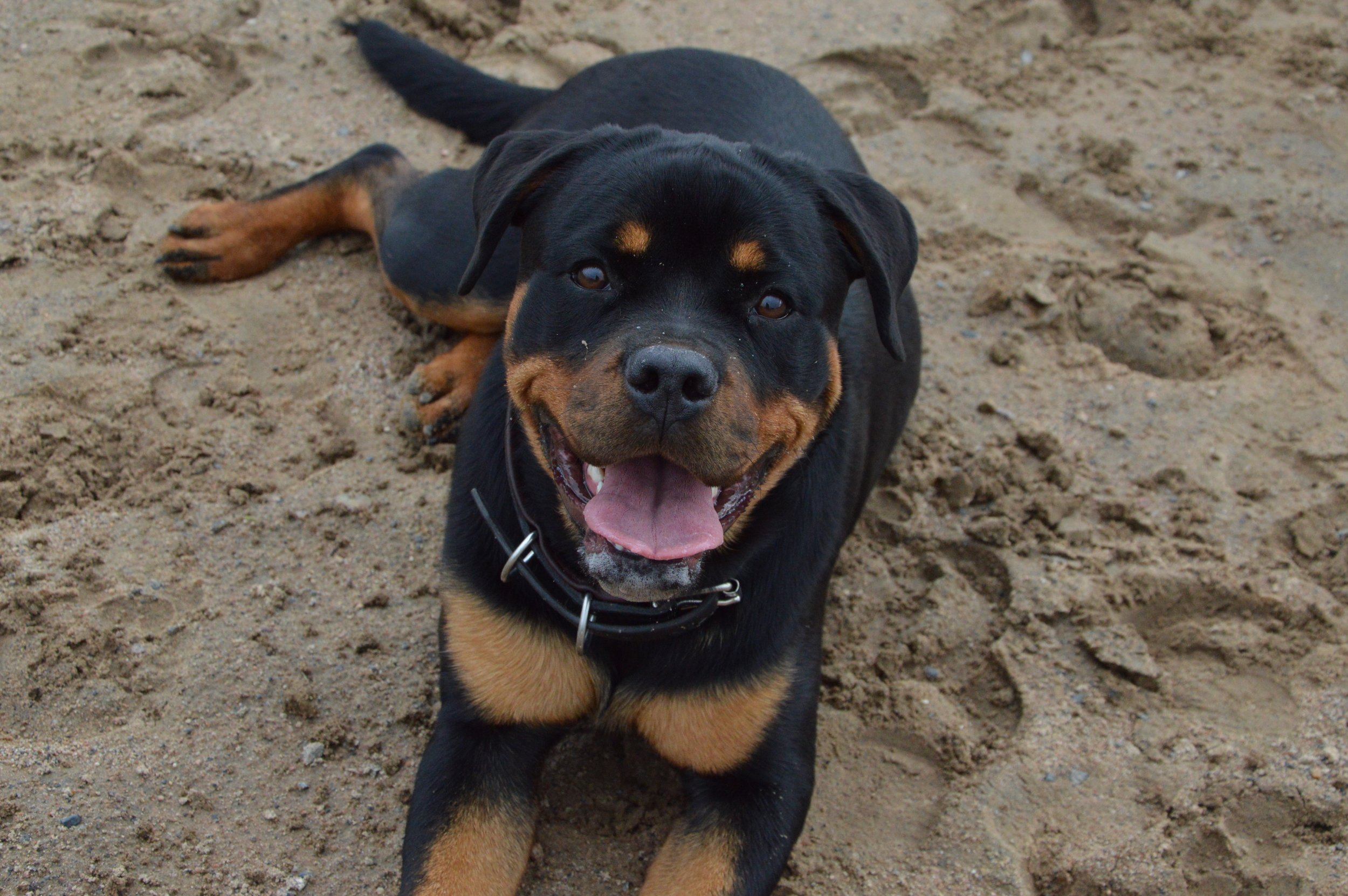 Hurmaava musta ja ruskea Rottweiler-koira makaamassa hiekalla, hymyilee ja näyttää iloiselta.