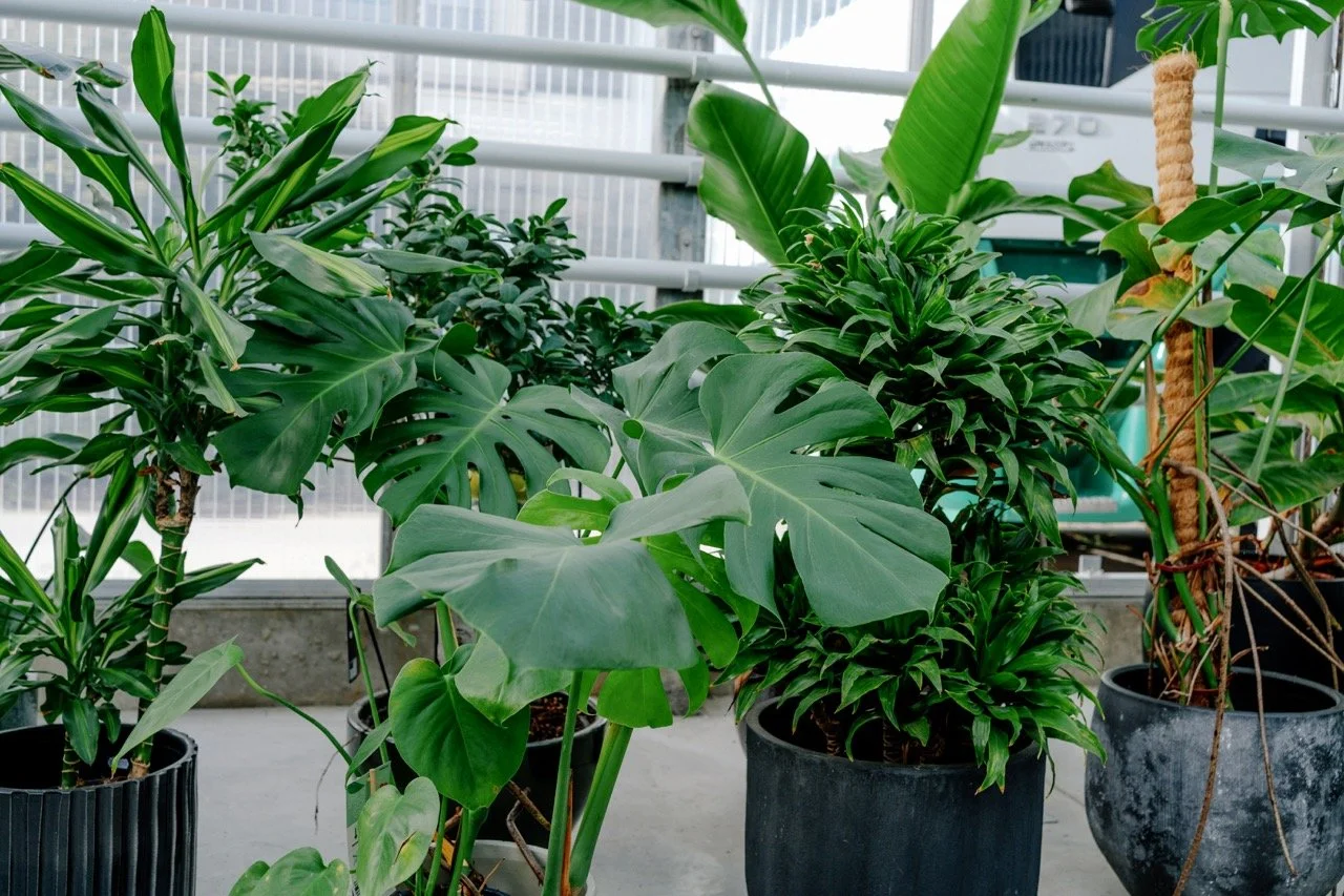 Dellflora_136 groot.jpeg