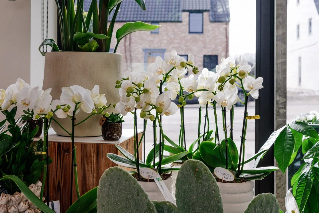 Dellflora_82 groot.jpeg