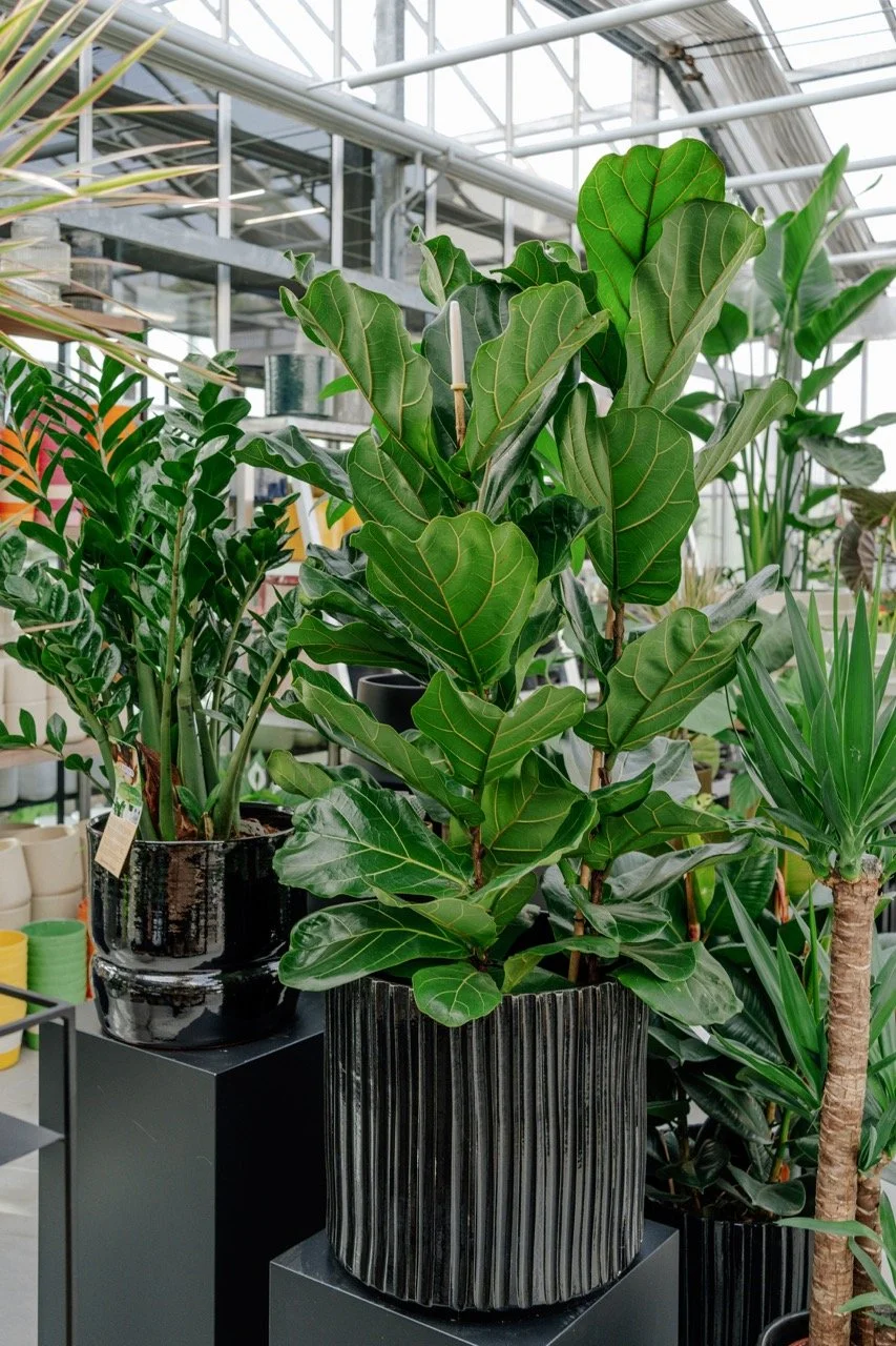 Dellflora_119 groot.jpeg