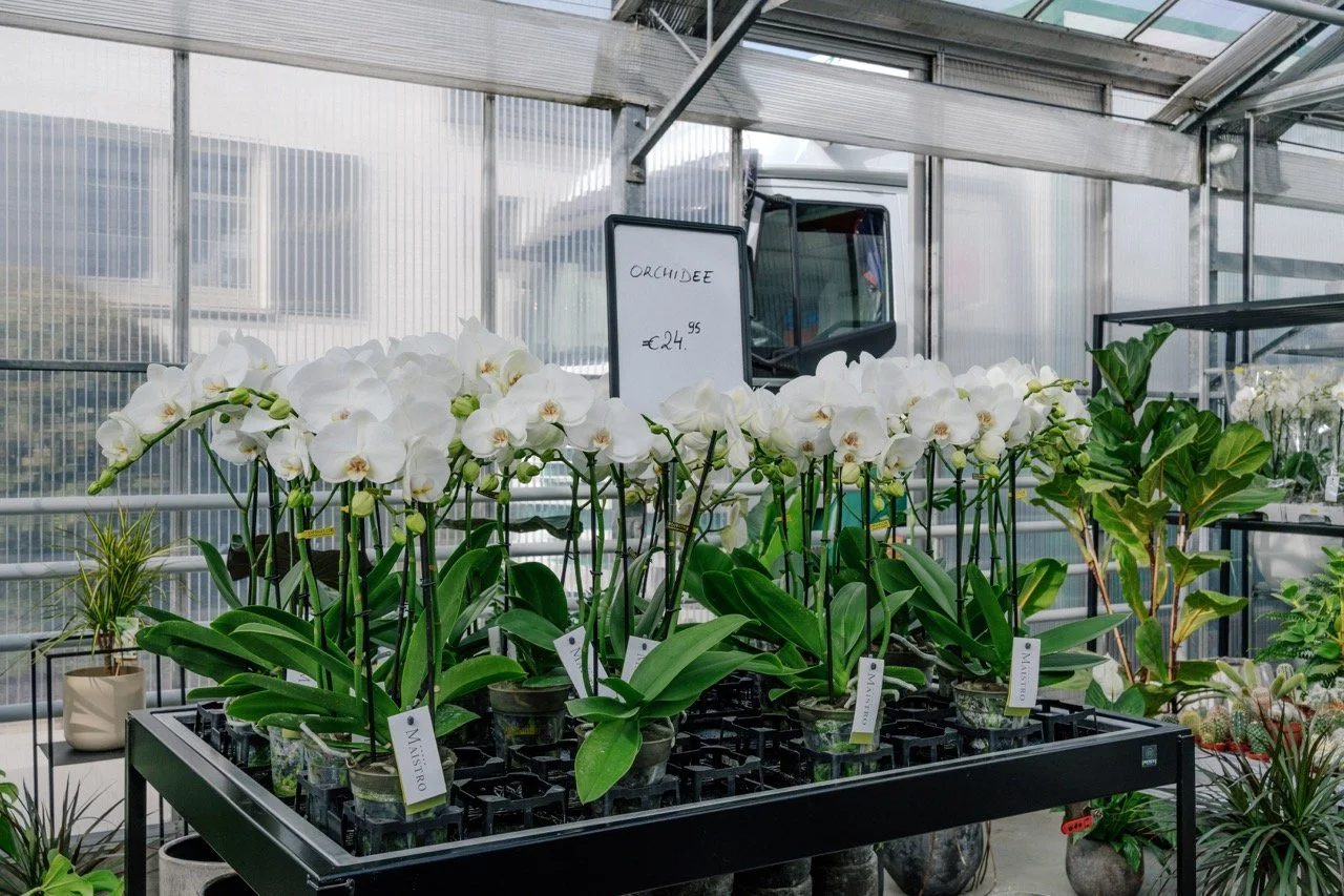 Dellflora_120 groot.jpeg