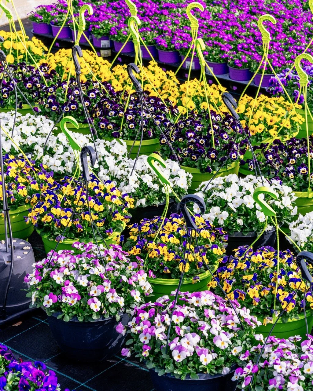 Dellflora_46 groot.jpeg