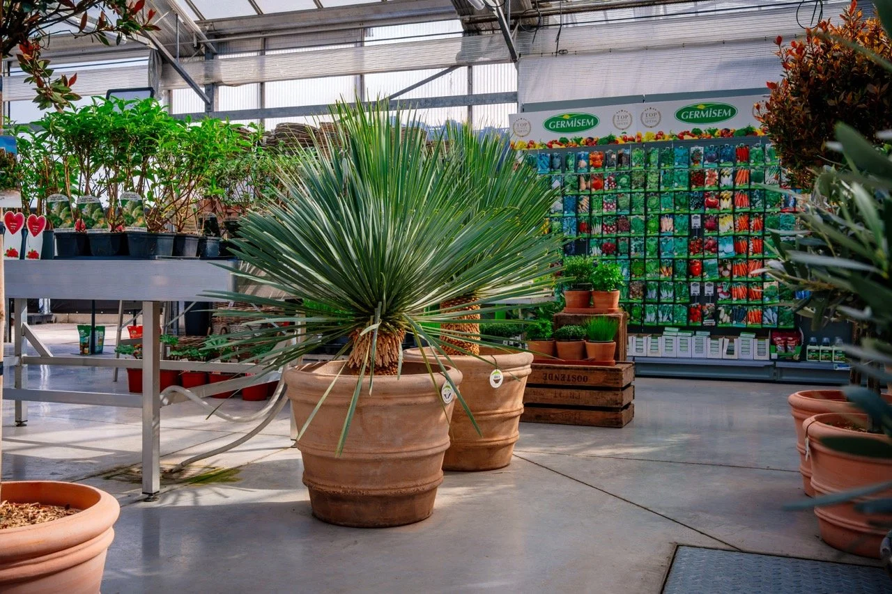 Dellflora_21 groot.jpeg