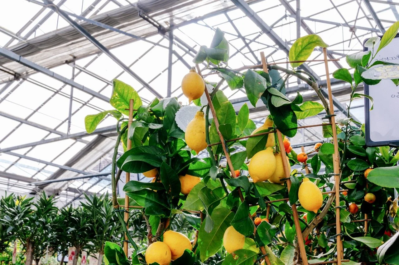 Dellflora_28 groot.jpeg