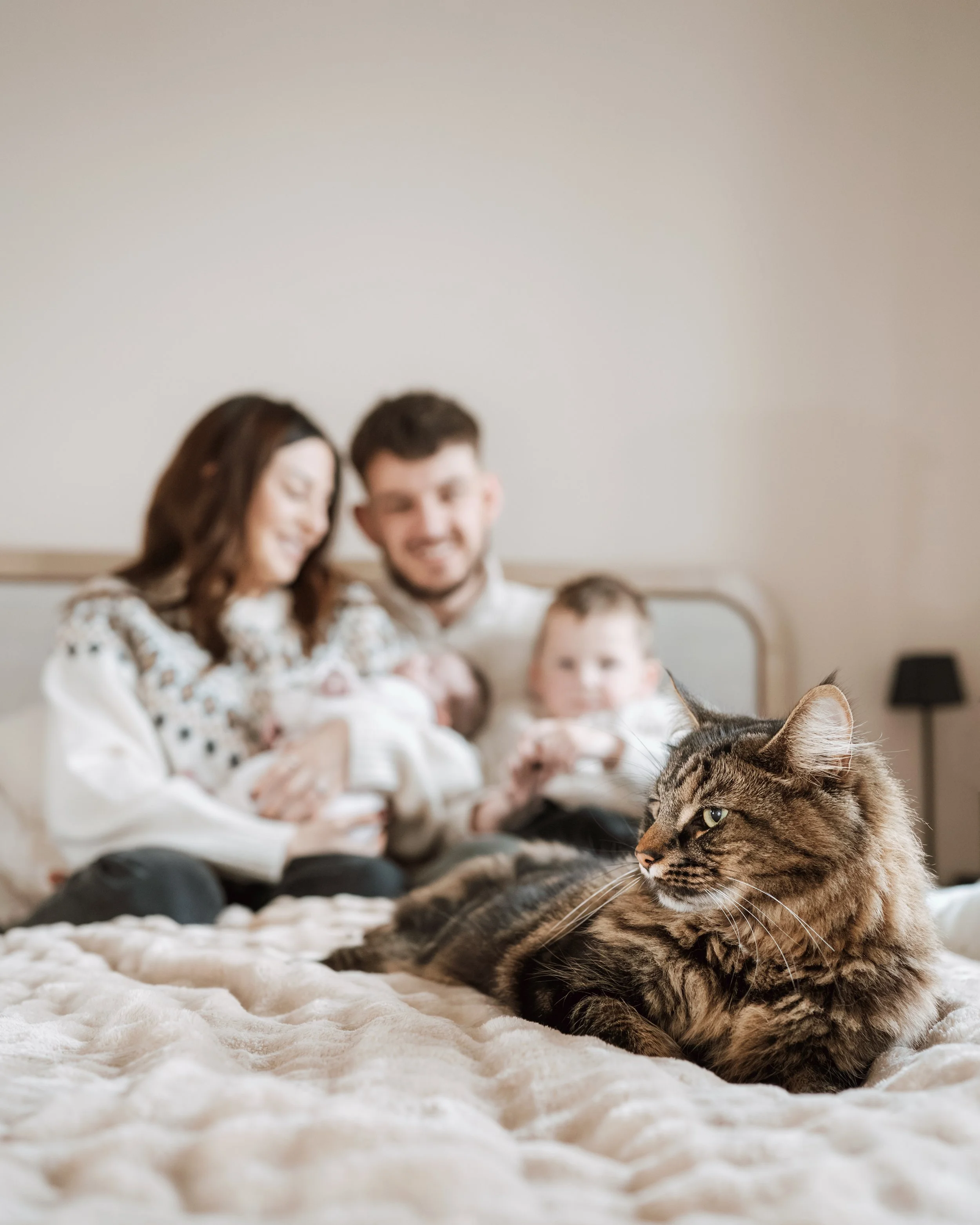 A tabby cat lying on a bed with a family of four blurred in the background.