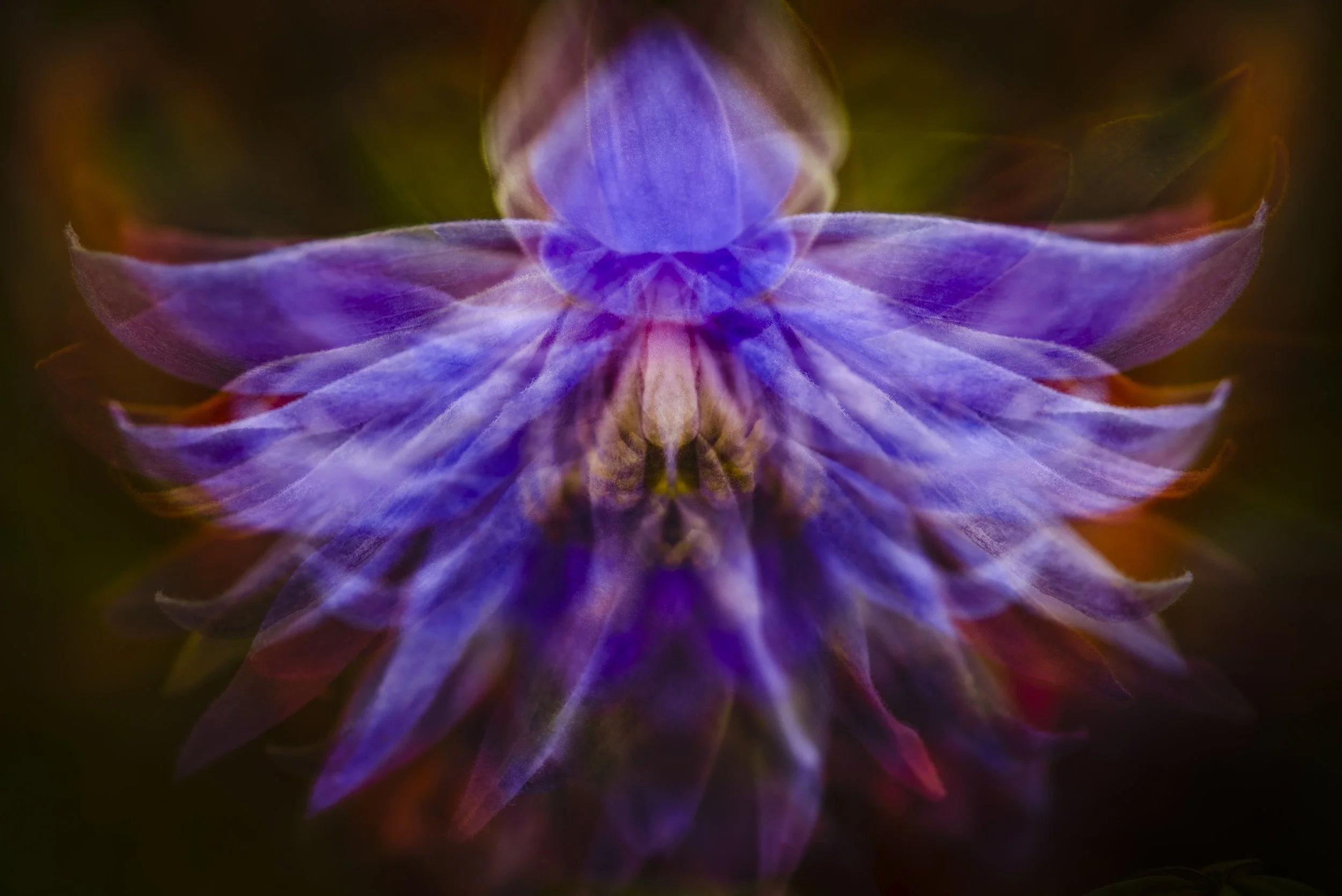 Floral contemporary photographic artwork