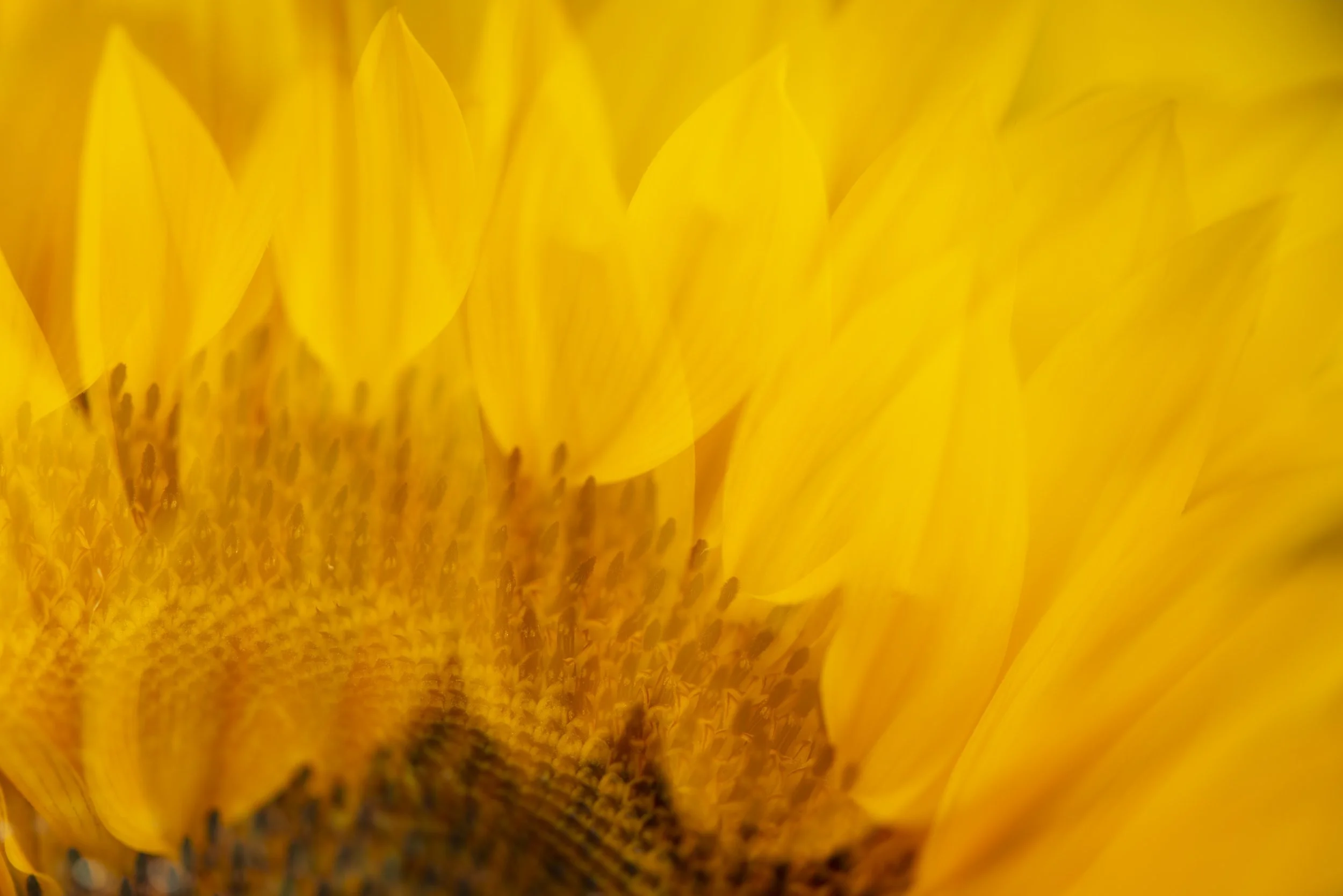 Floral contemporary photographic artwork