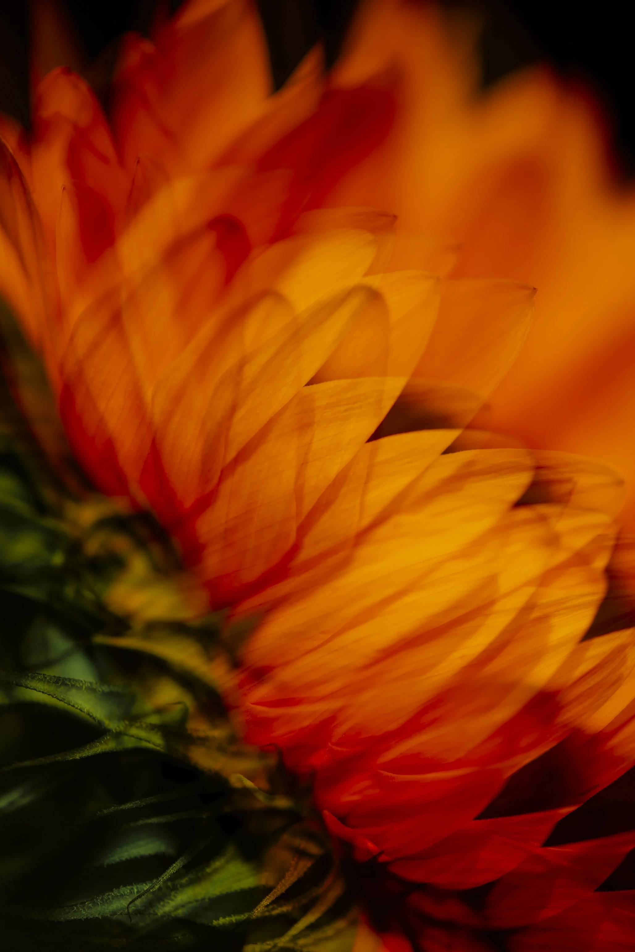 Floral contemporary photographic artwork