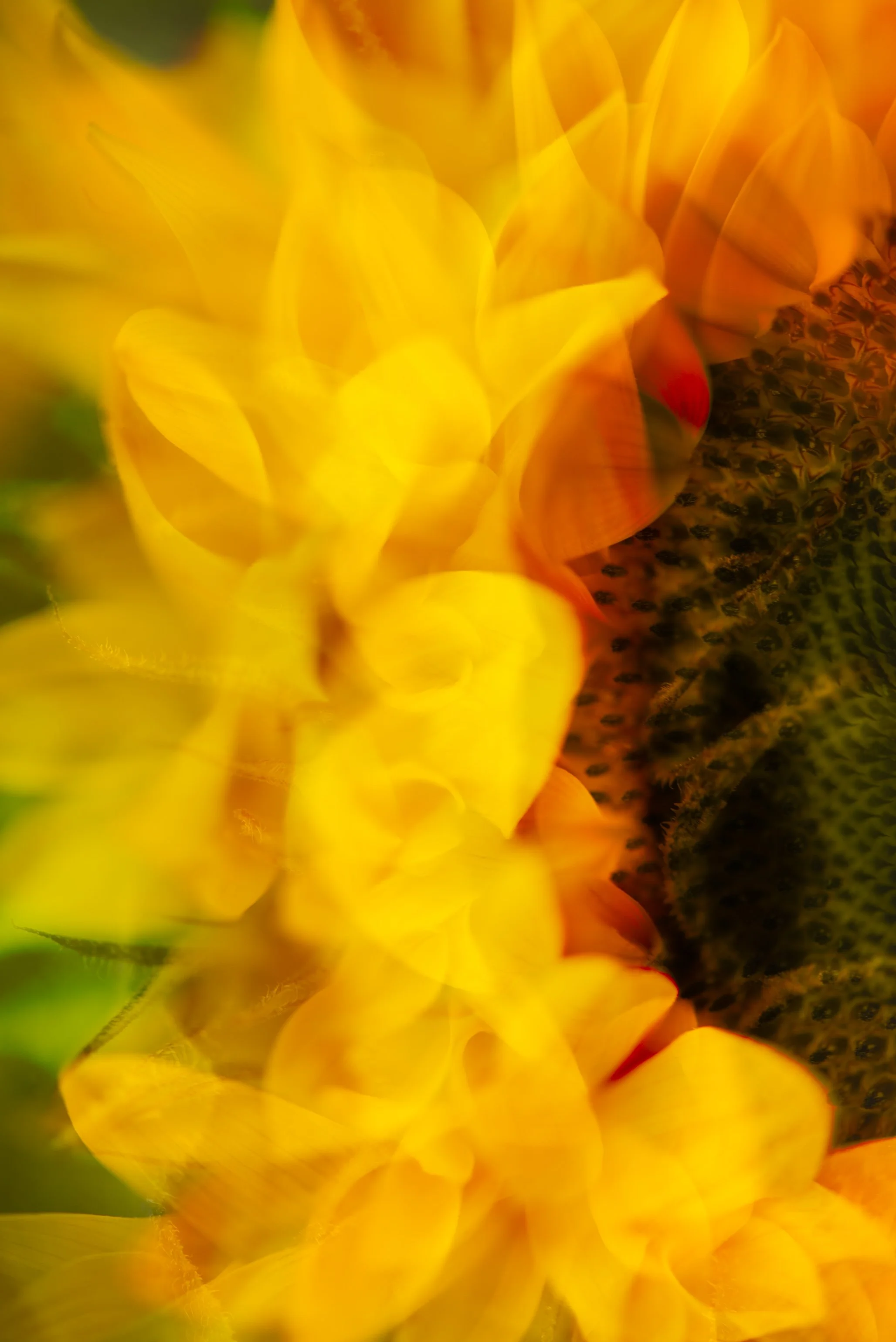 Floral contemporary photographic artwork