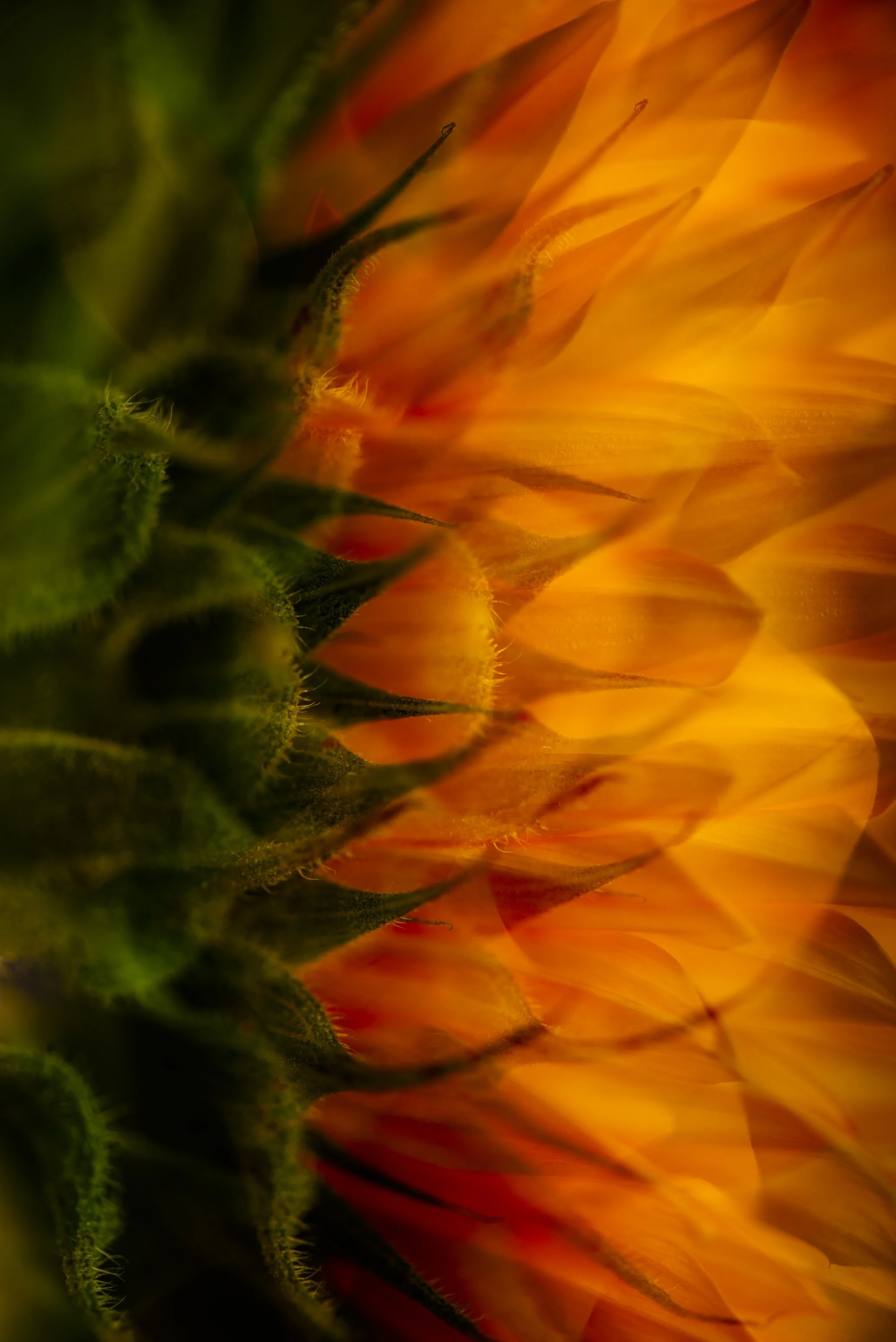 Floral contemporary photographic artwork