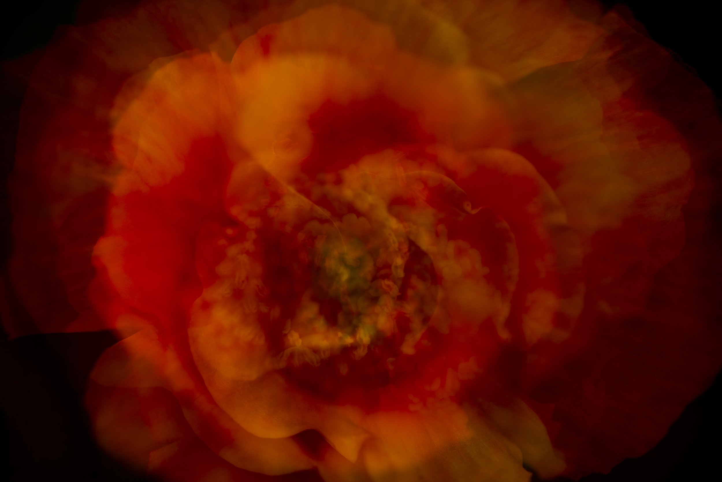 Floral contemporary photographic artwork