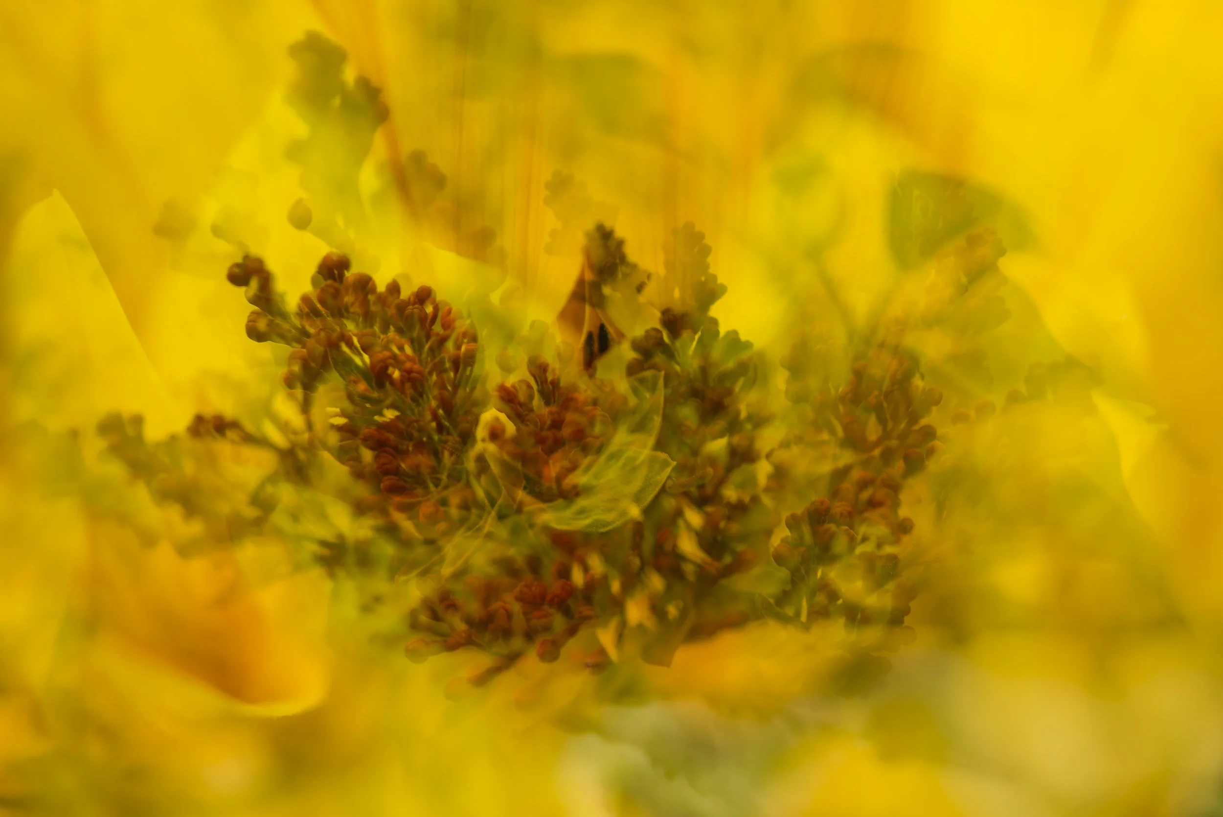 Floral contemporary photographic artwork