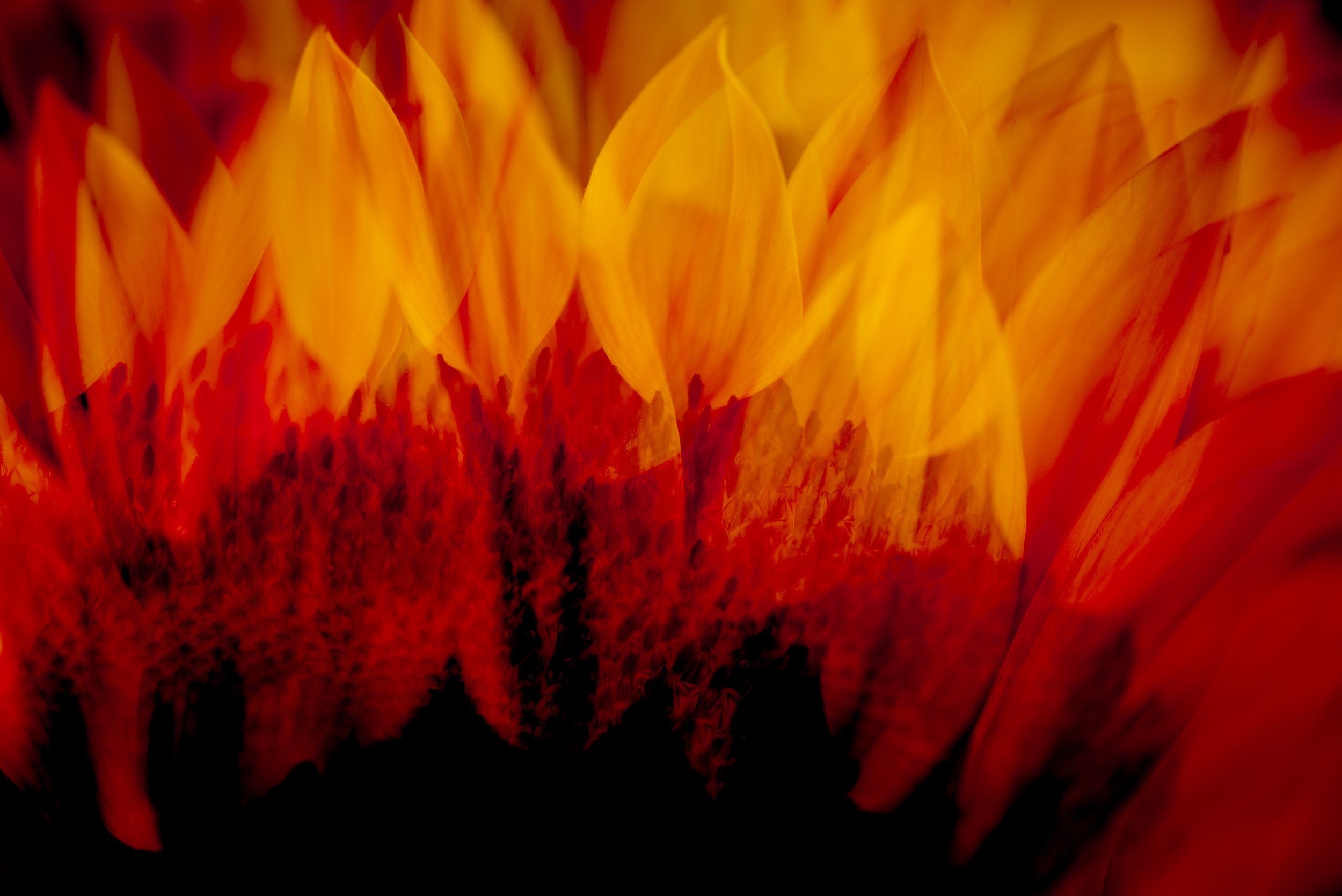 Floral contemporary photographic artwork