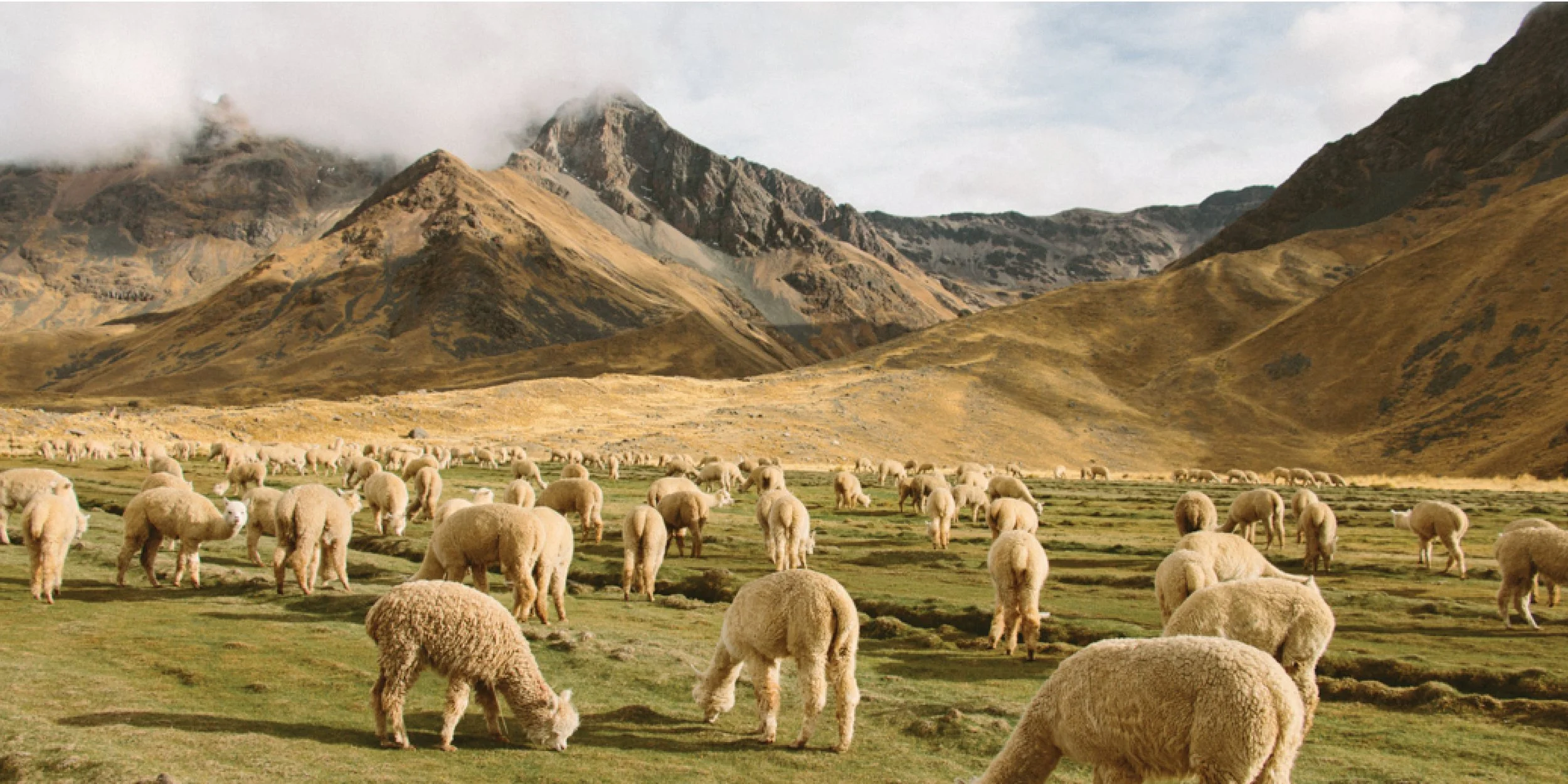 RESEARCH & DEVELOPMENT