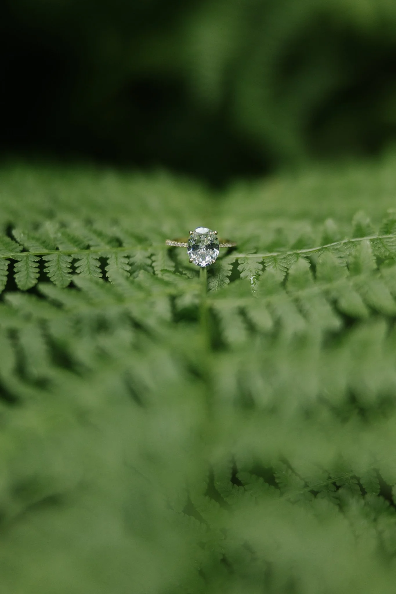 Wedding ring balanced on a fern