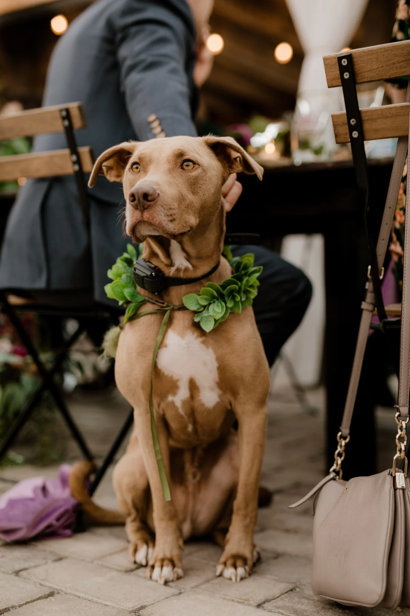 Their dog, Milhouse, sits alongside a guest at the dinner table
