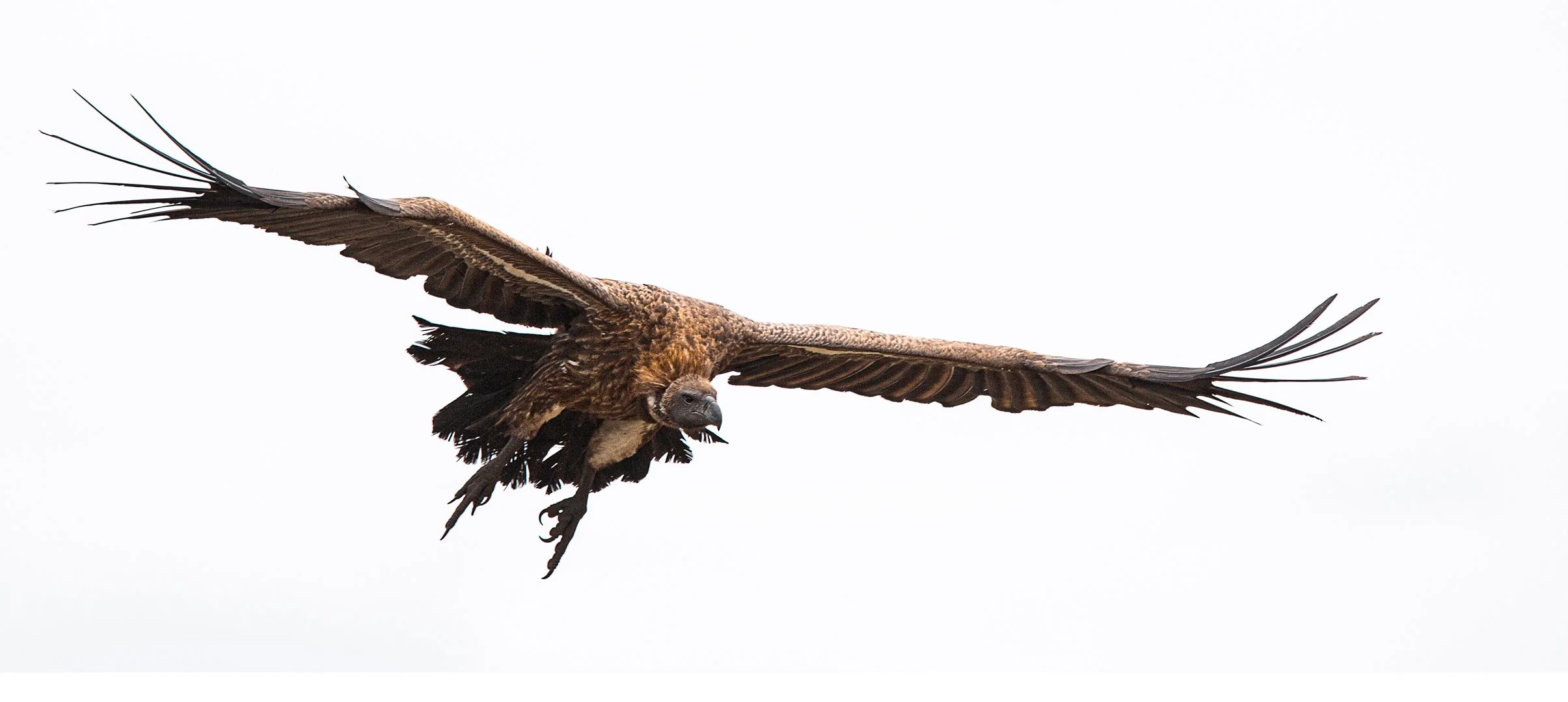 Wings fanned