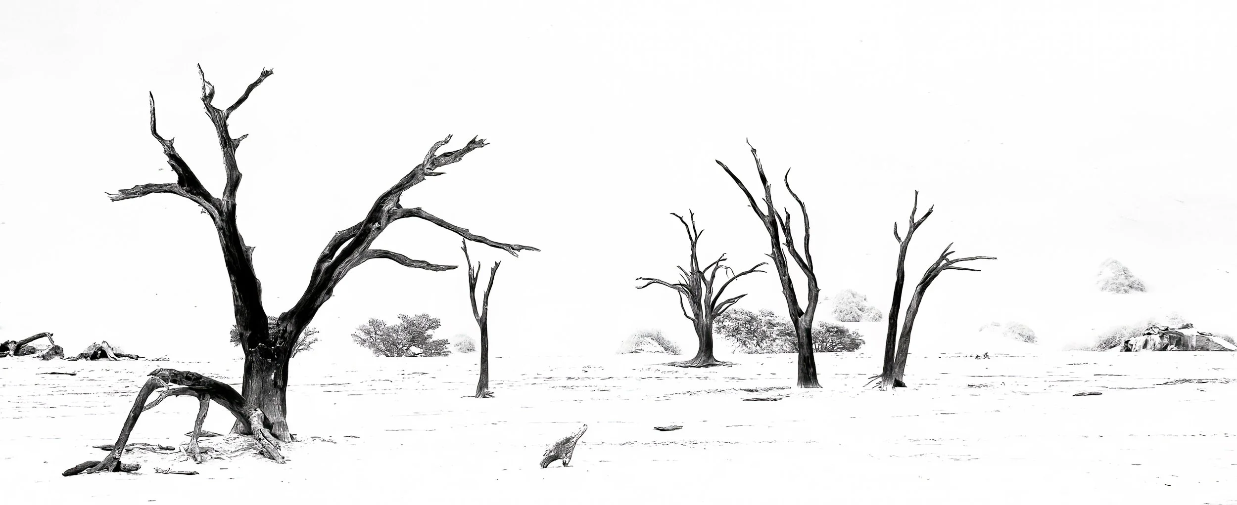 Desert's slow theatre