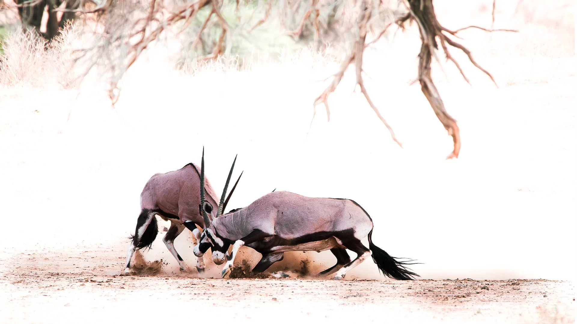 Horns clash. Dust explodes. Kings collide