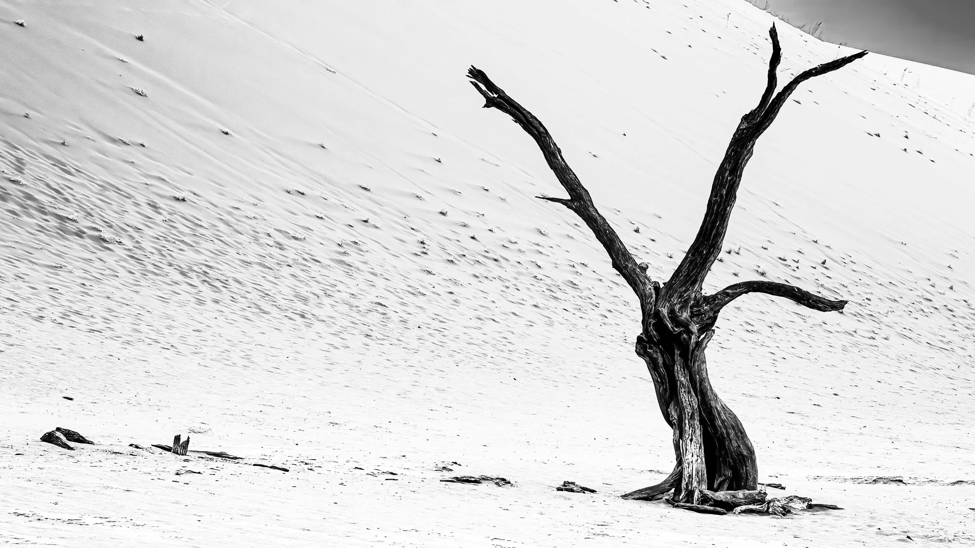 Dune Ghost