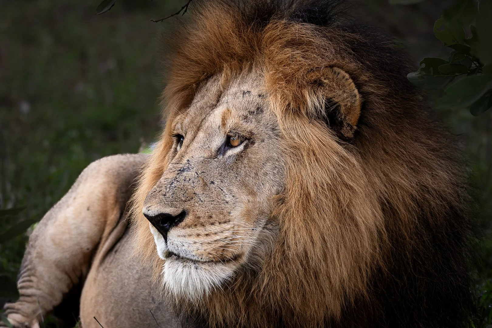 Majestic
