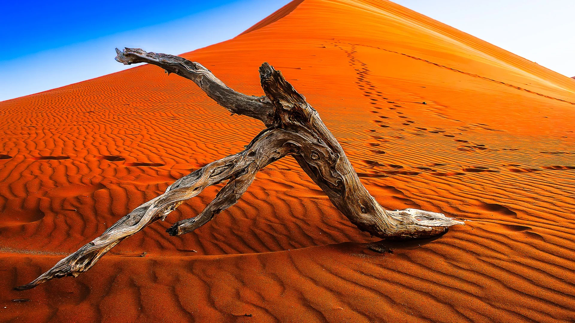 Driftwood defying gravity
