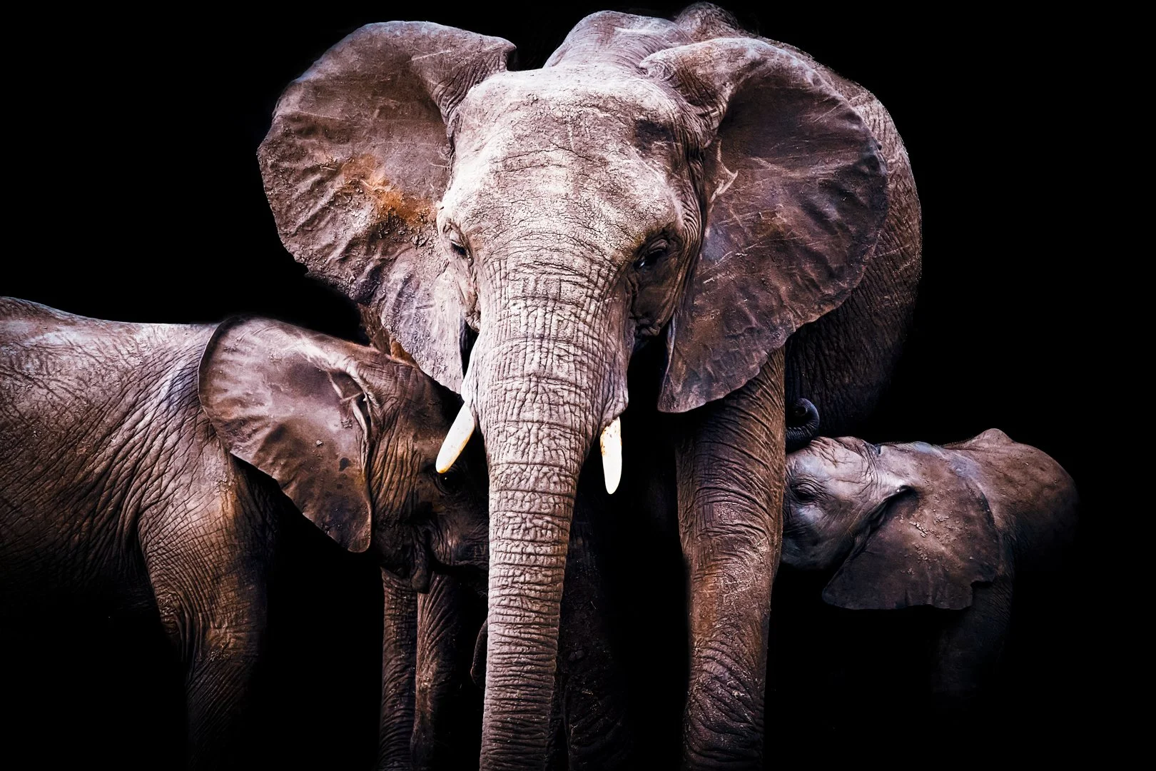 Matriarch's Guard