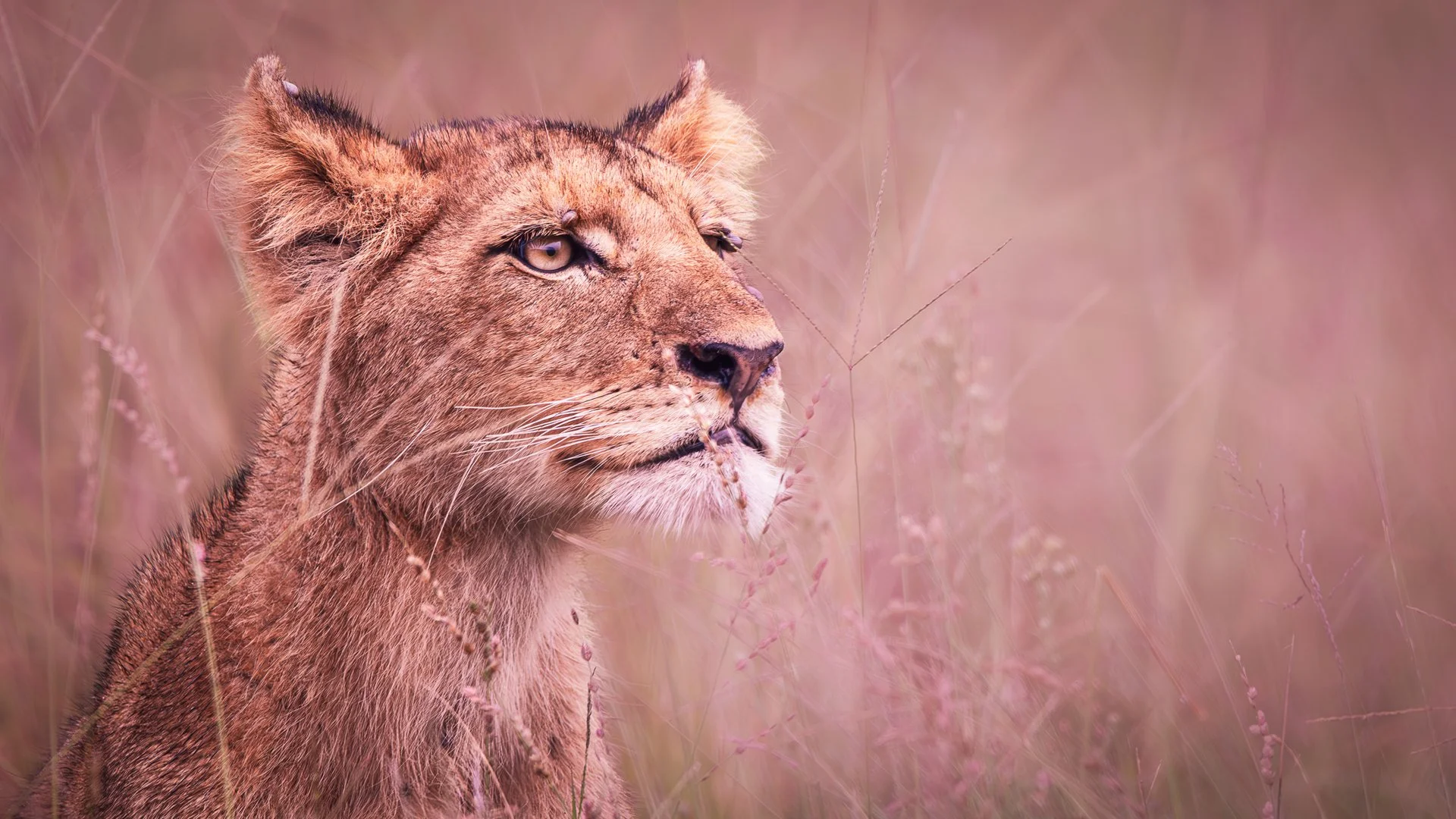 Gaze in training