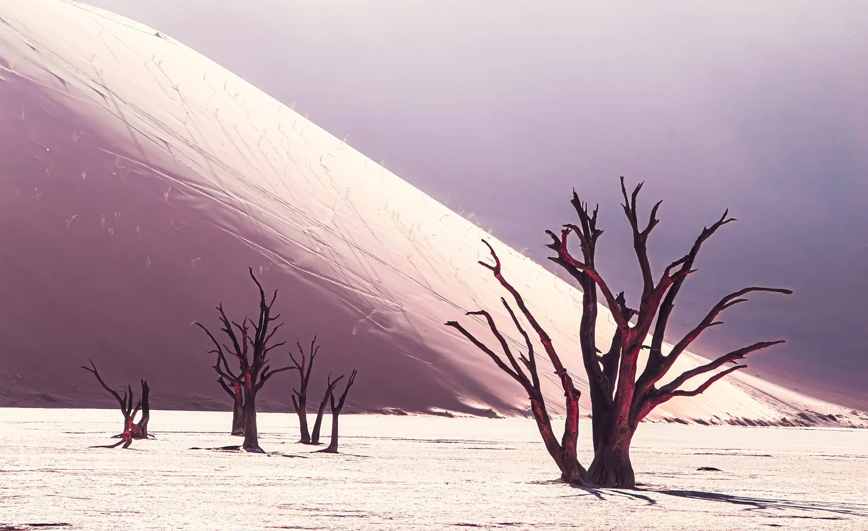 Frozen in rose twilight