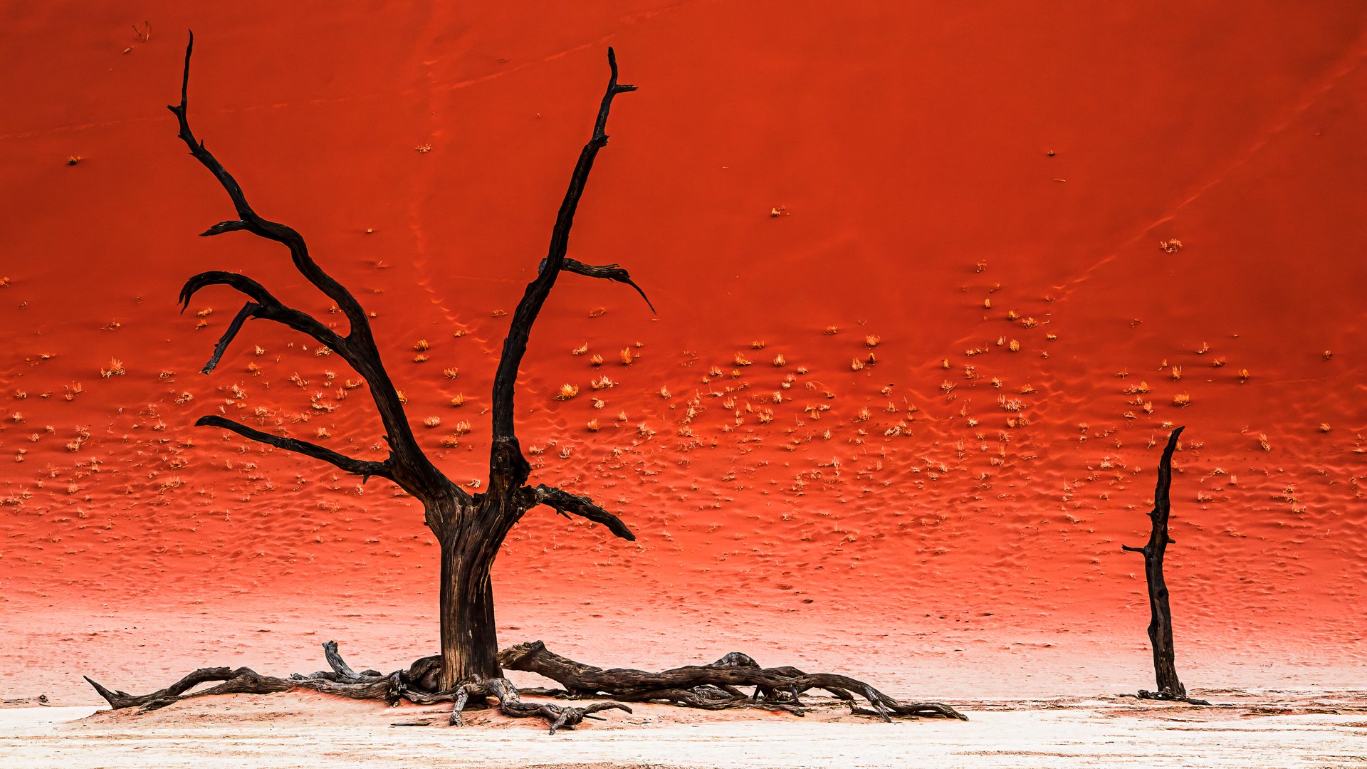 Deadvlei's quiet rebellion