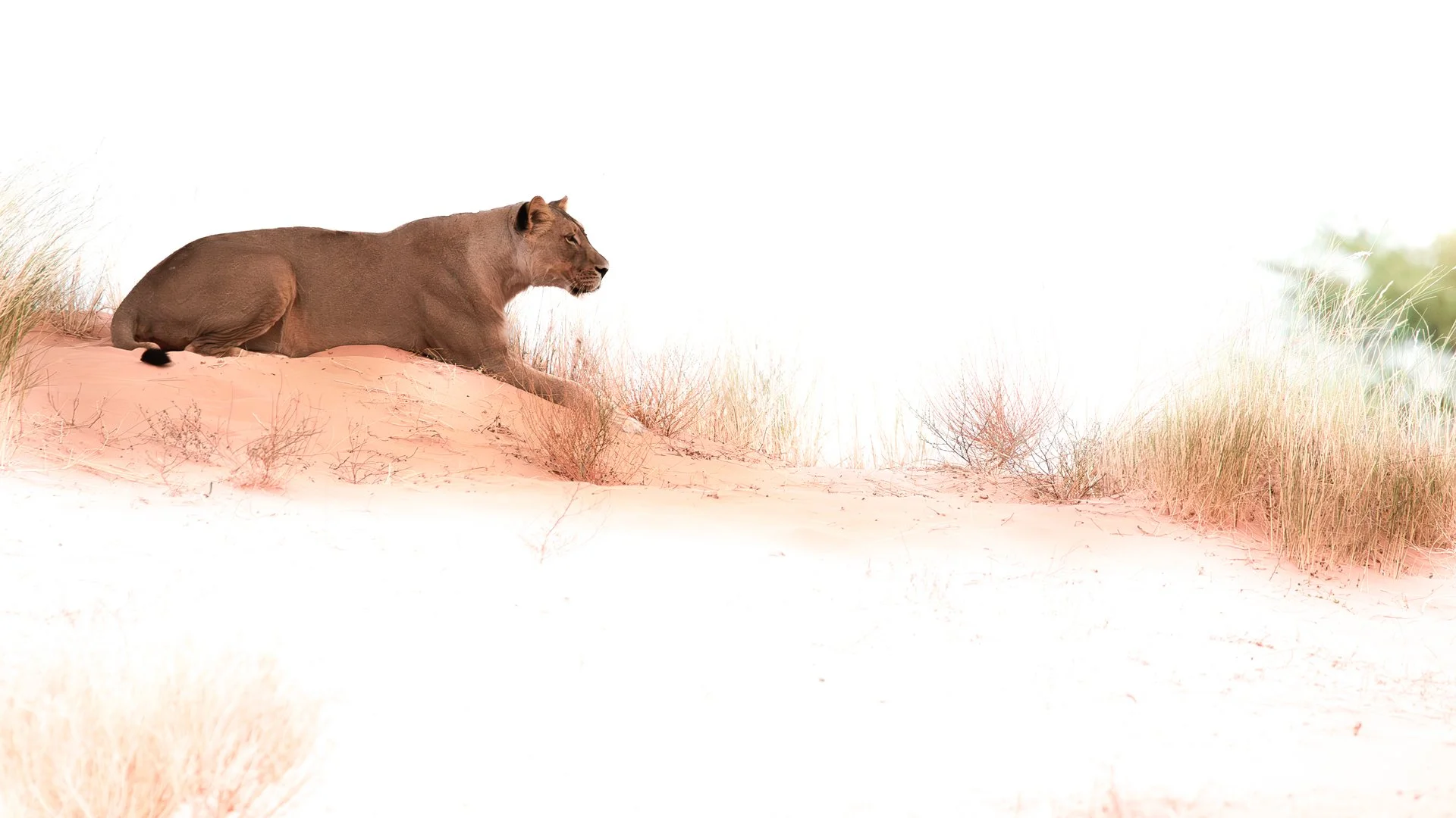 She watches. The bush waits.