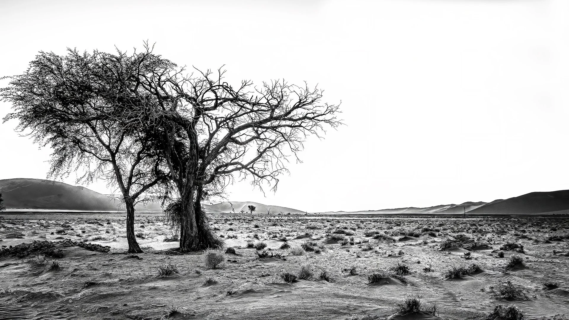 One tree's empire