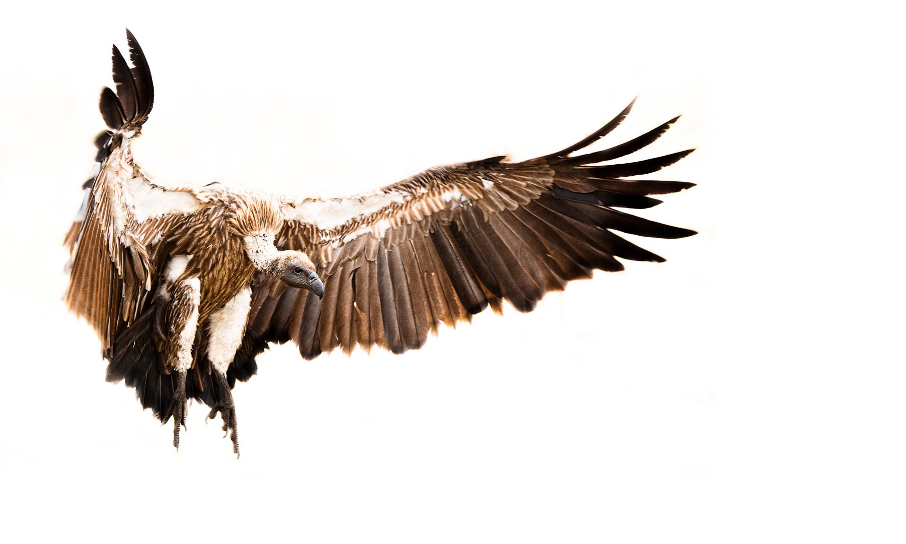 Wings wide. Purpose wider.