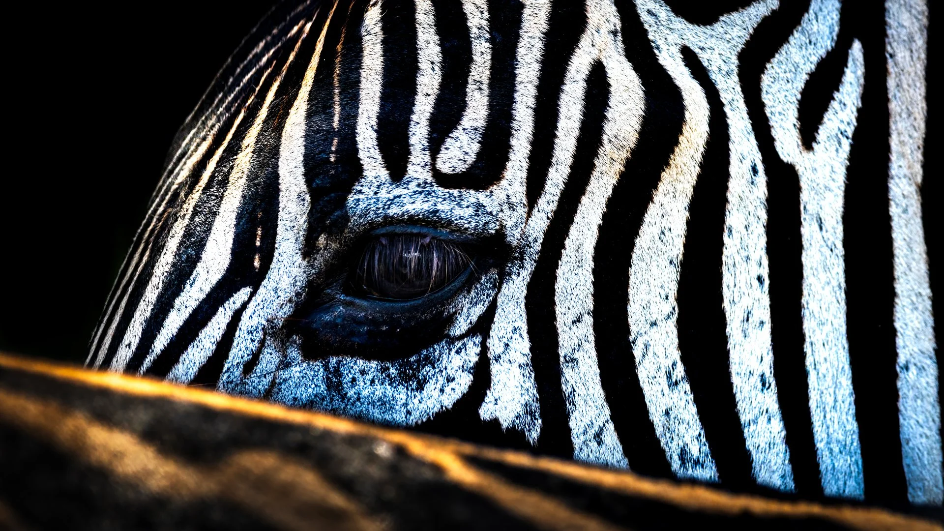In the shadows of the stripes