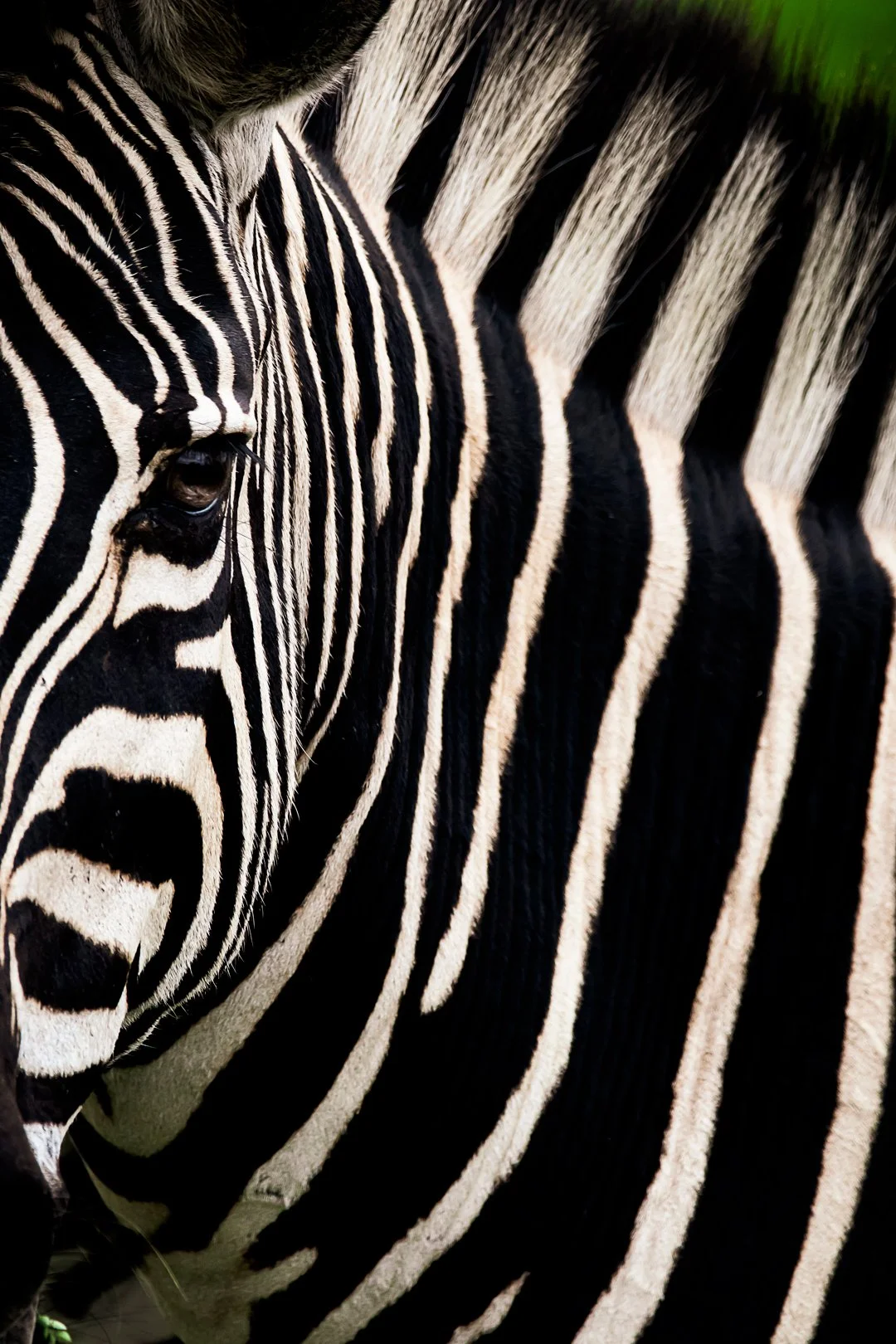 Stripe Hypnosis