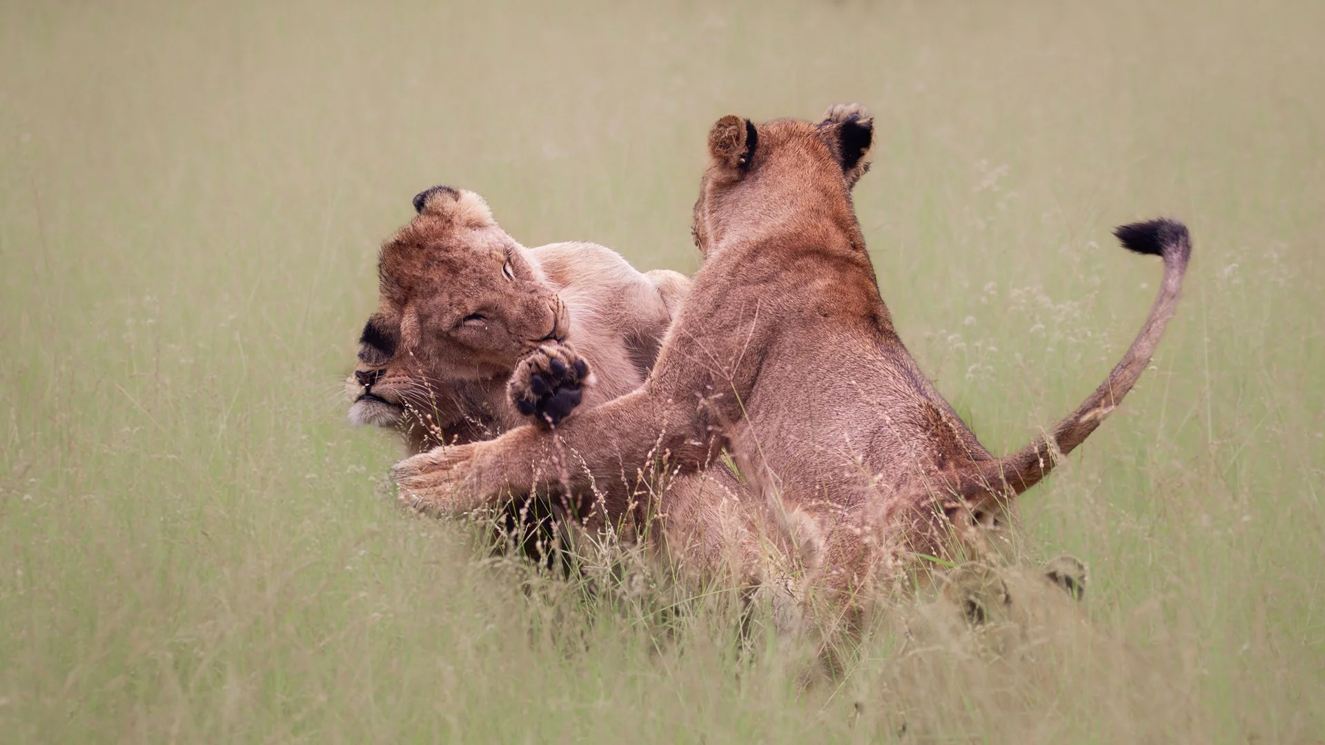 Play time