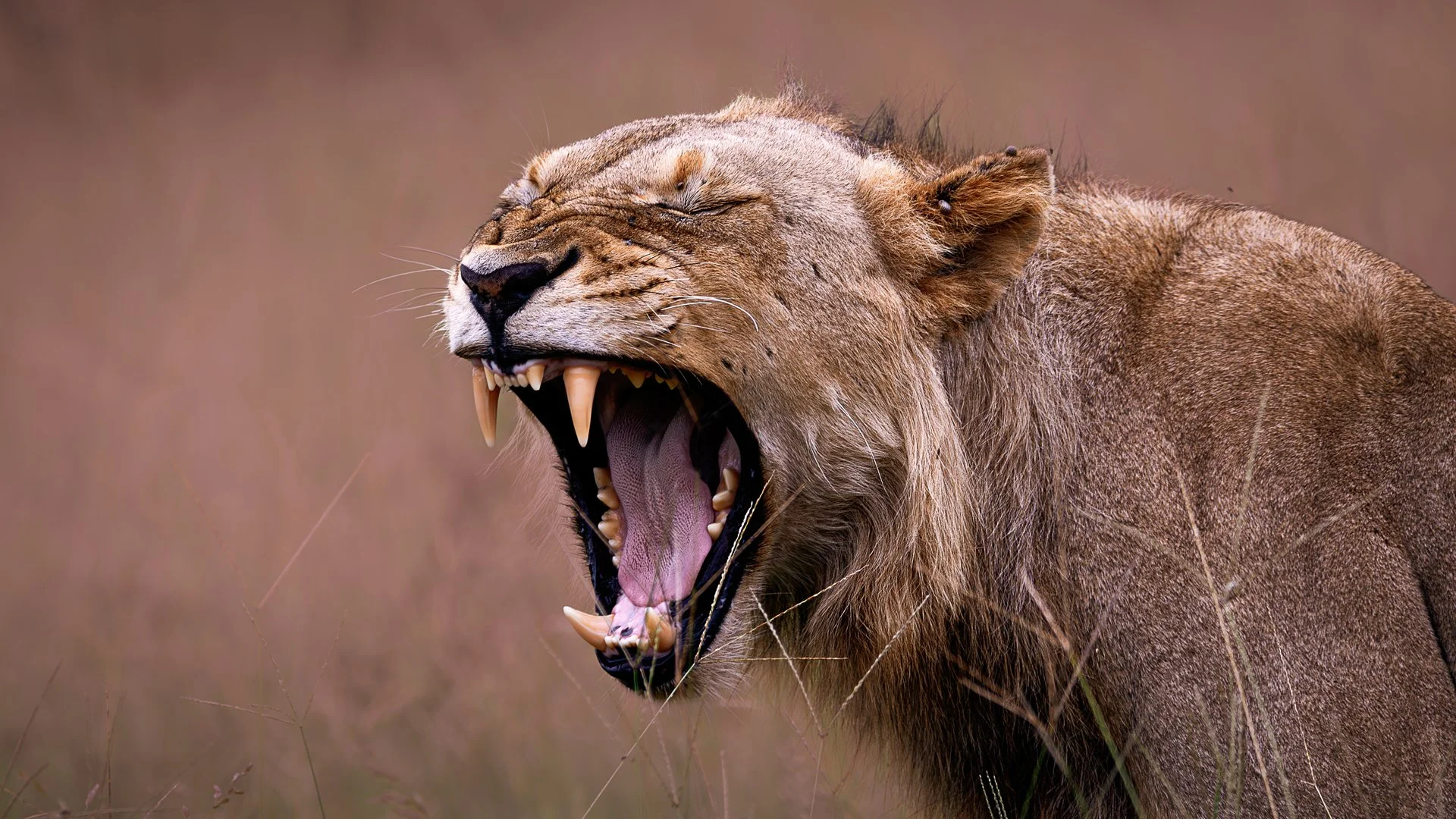 Savage Yawn
