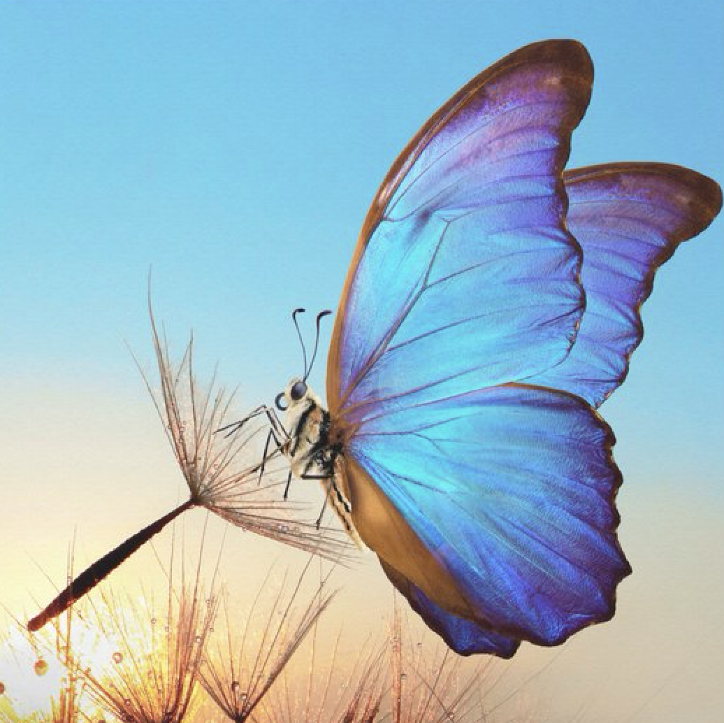 Close-up of a blue butterfly perched on a dandelion seed head with a sunset sky background.