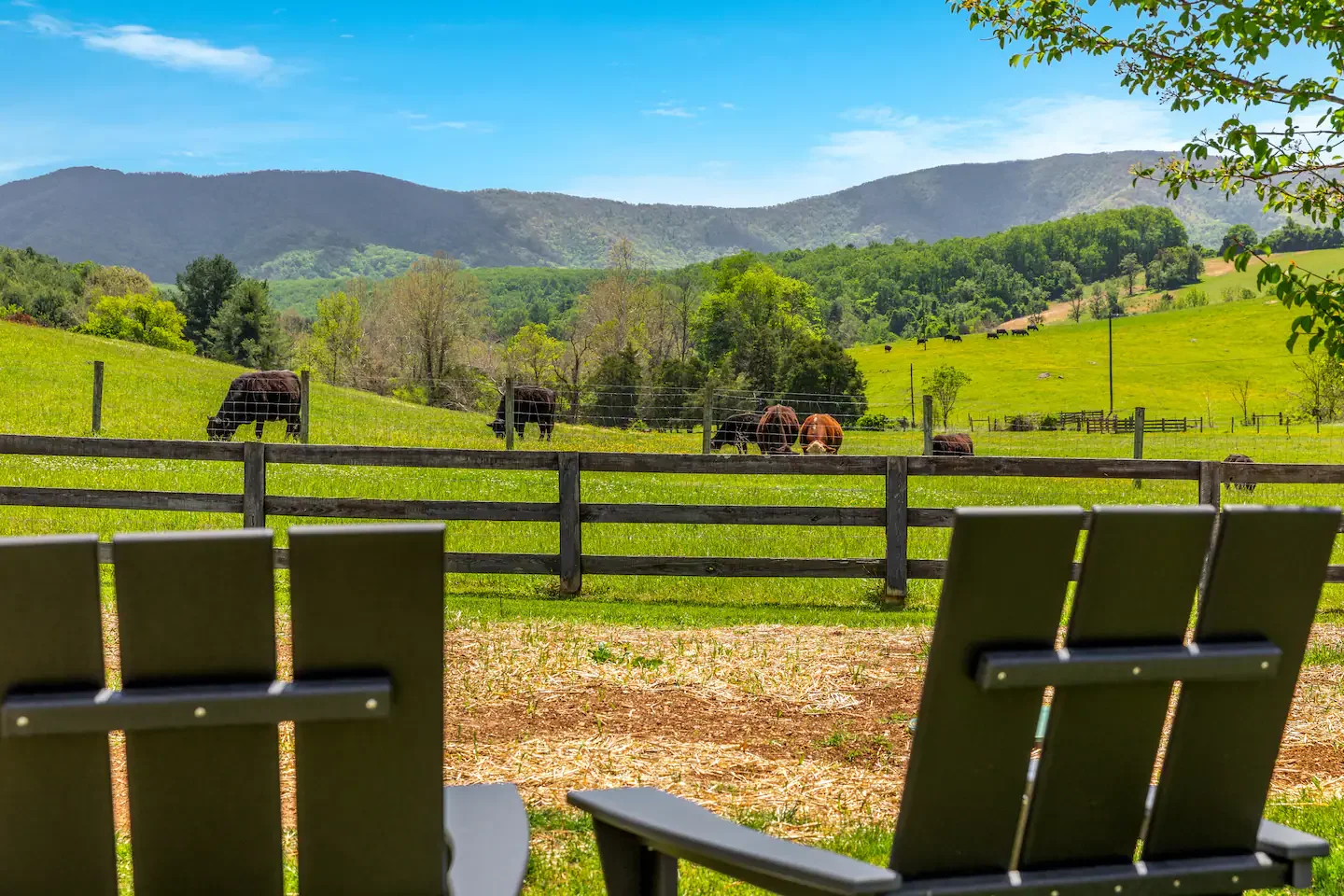 30-backyard-cow-mountain-view.webp