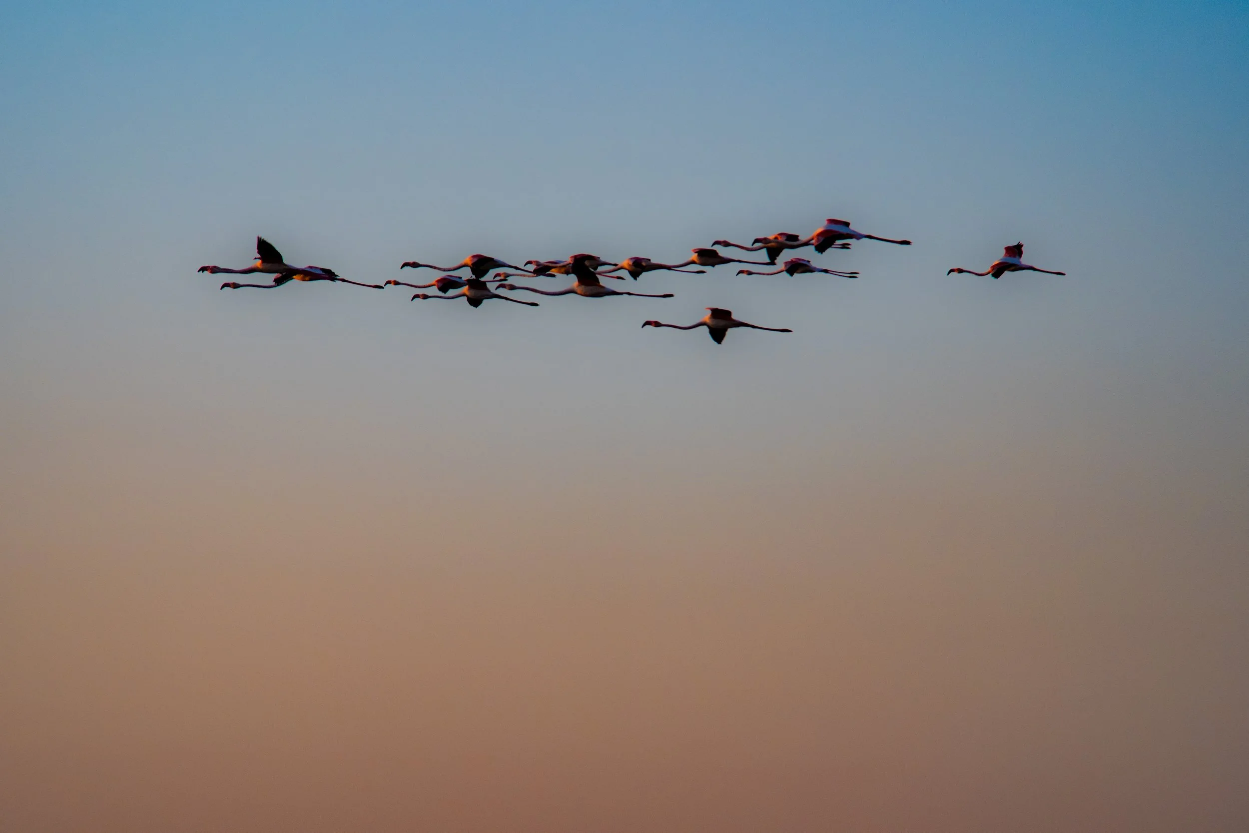 Immersion camarguaise