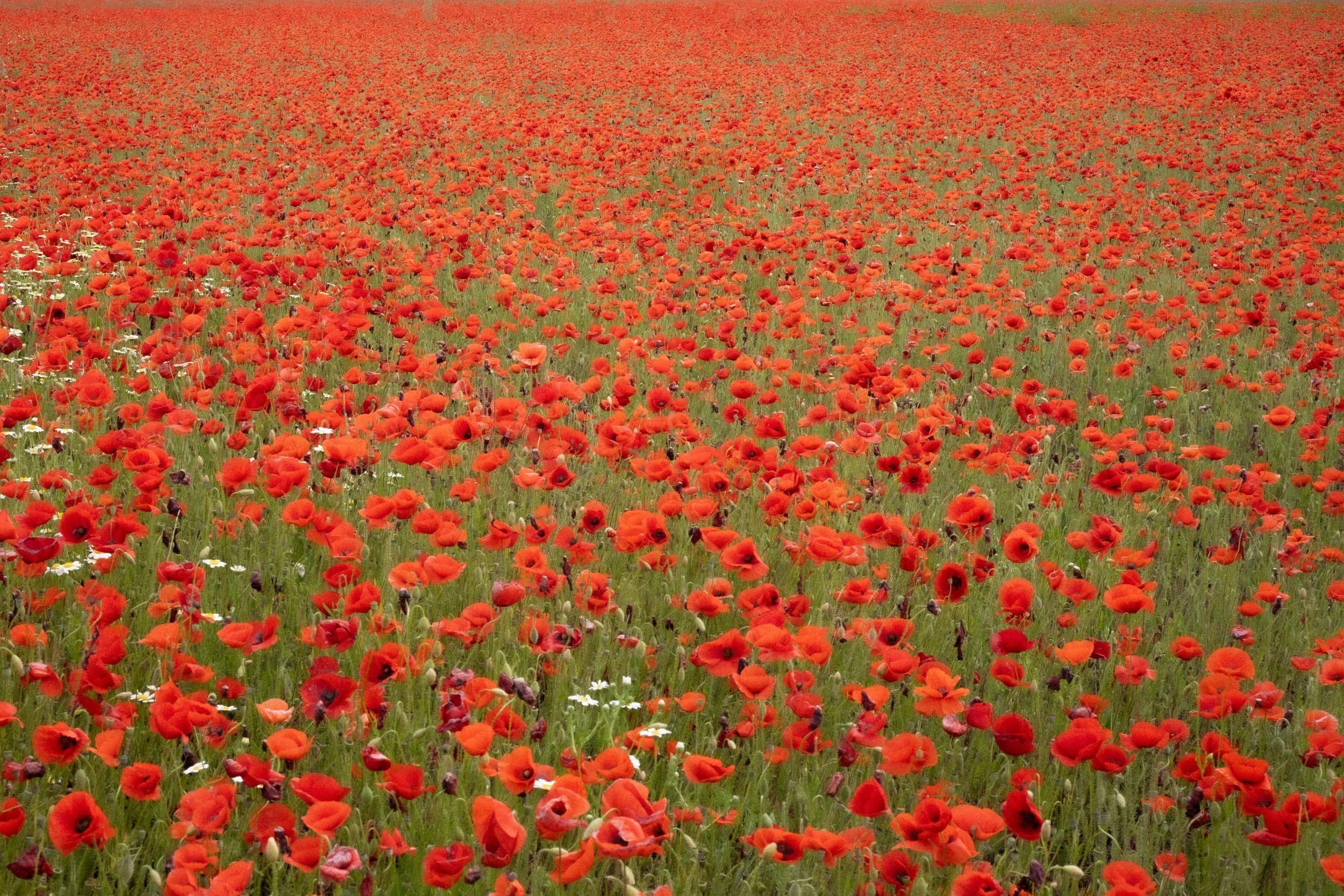 Flower power