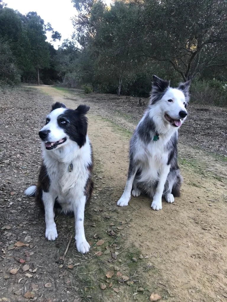 Two Border Collie dogs sitting outdoors on a dirt path surrounded by trees.