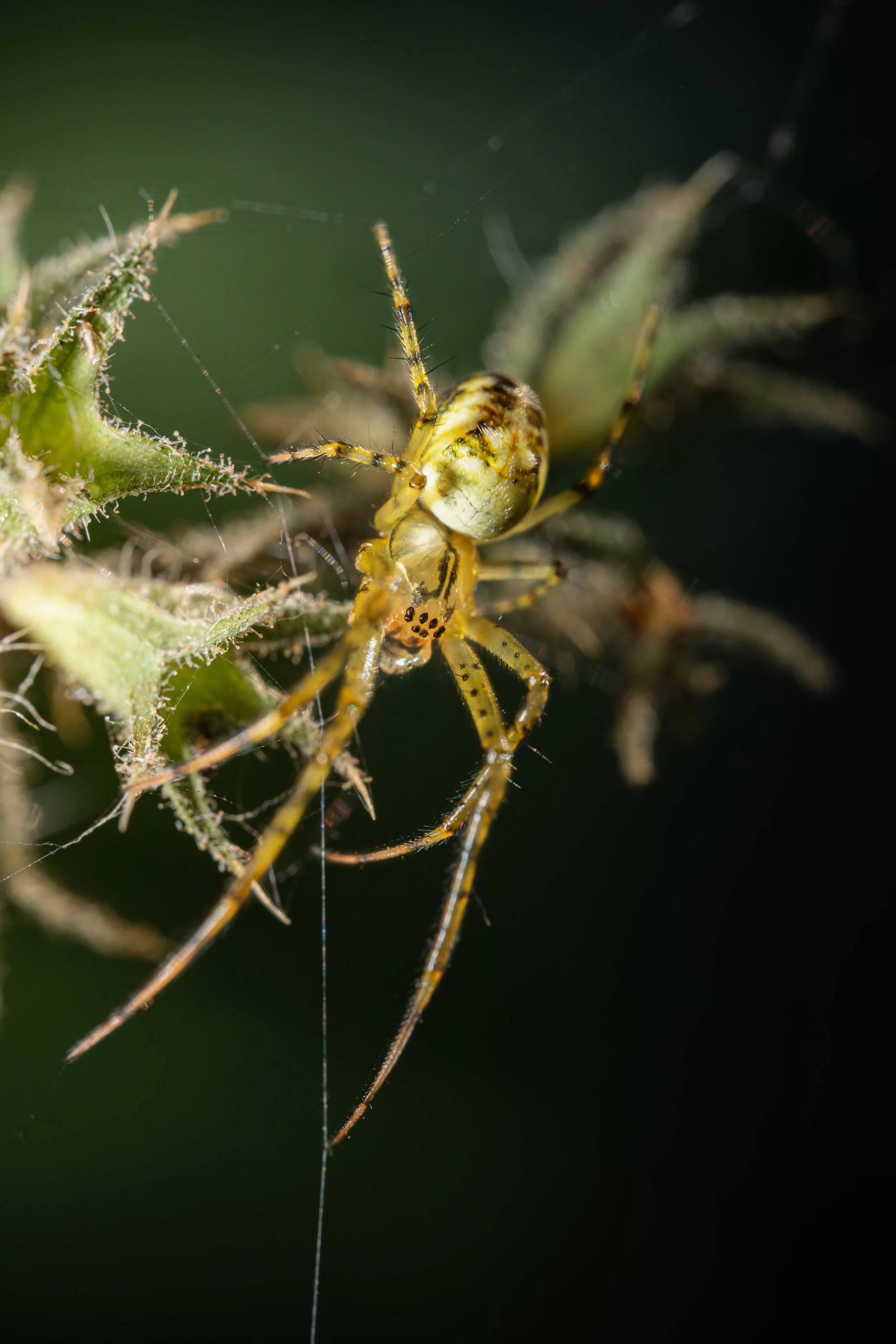 Nahaufnahme einer Spinne, die eine ihrer Beinhaut auf einer Pflanze spinnt. Die Spinne hat einen gelben Körper mit schwarzen Punkten.