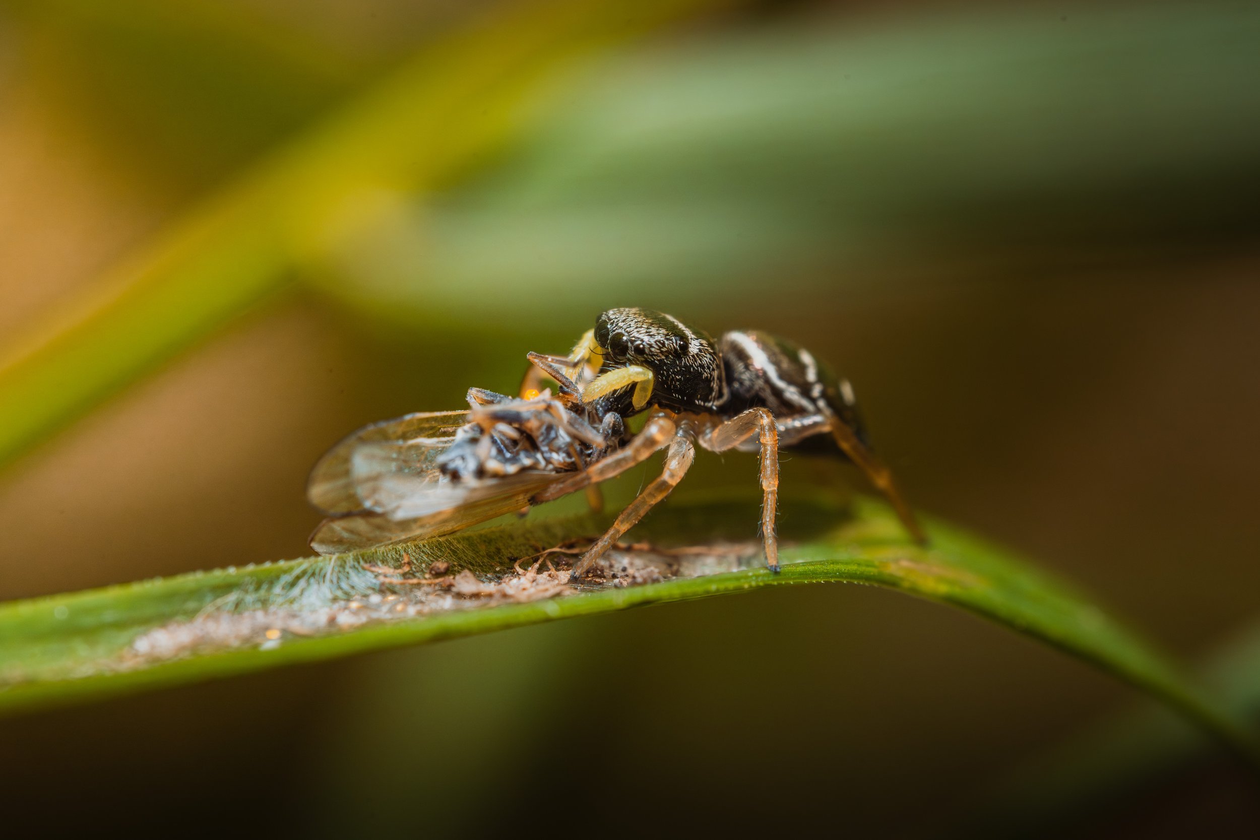 Eine Nahaufnahme eines Spinnen, die eine Fliege gefangen hat, auf einer grünen Pflanze.