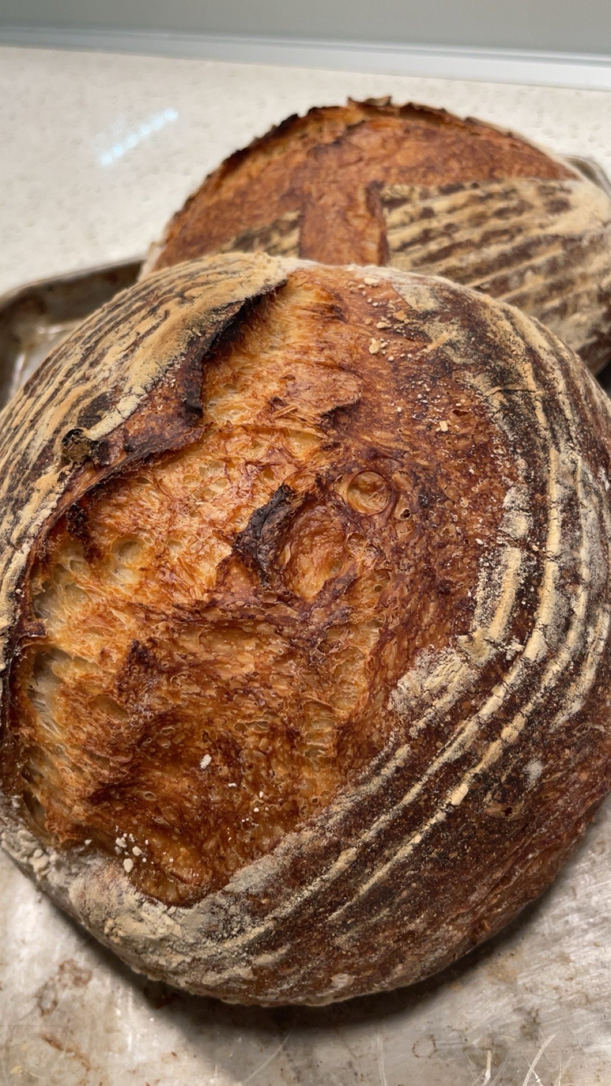 Close-up of two freshly baked sourdough bread loaves with a rustic, crusty exterior on a metal tray.