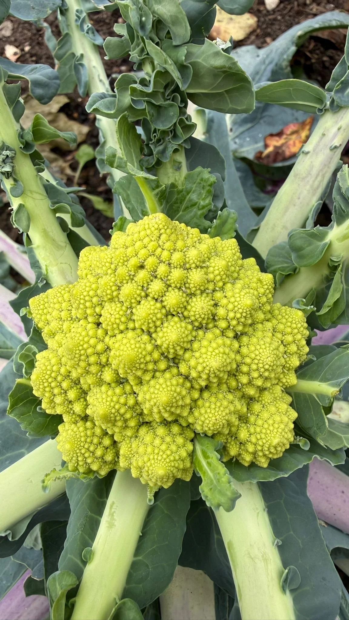 WhatsApp Image 2025-10-16 at 8.55.03 PM.jpeg